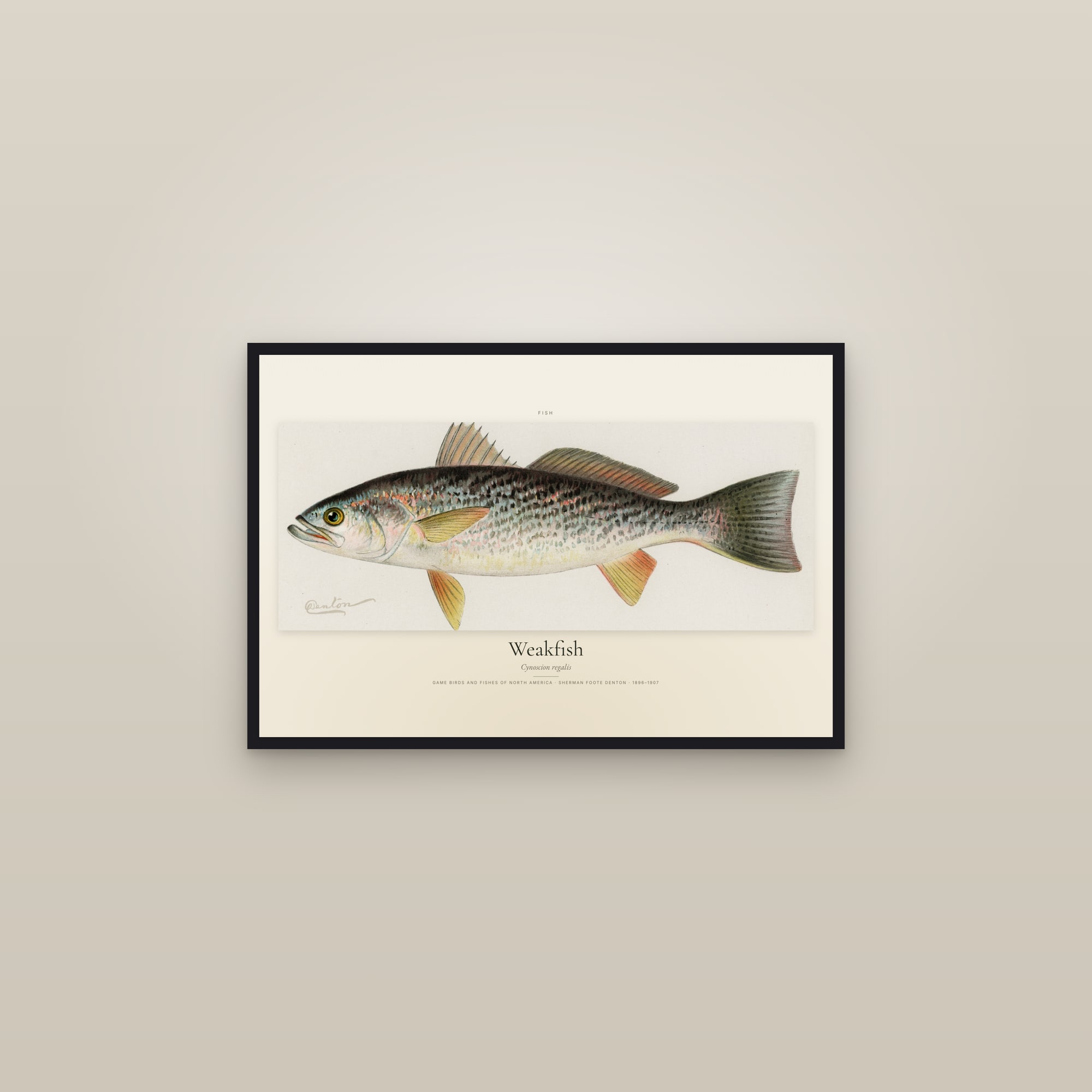 Weakfish — framed in a gallery setting