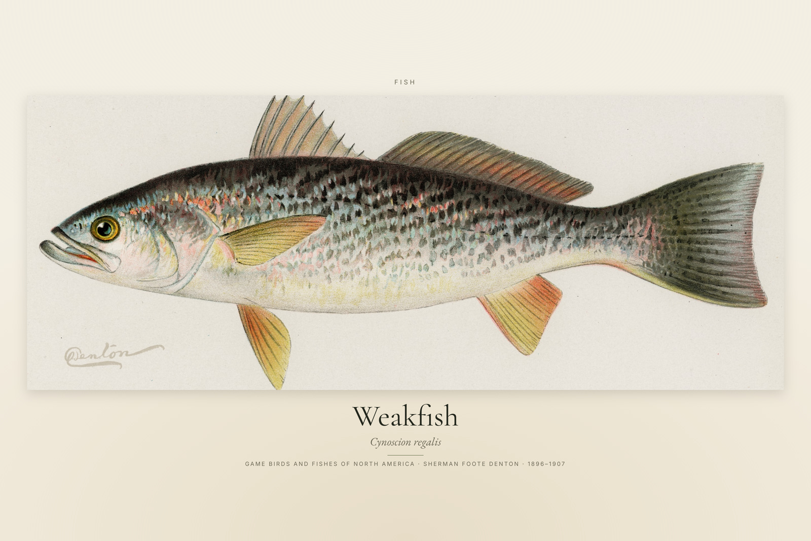 Weakfish