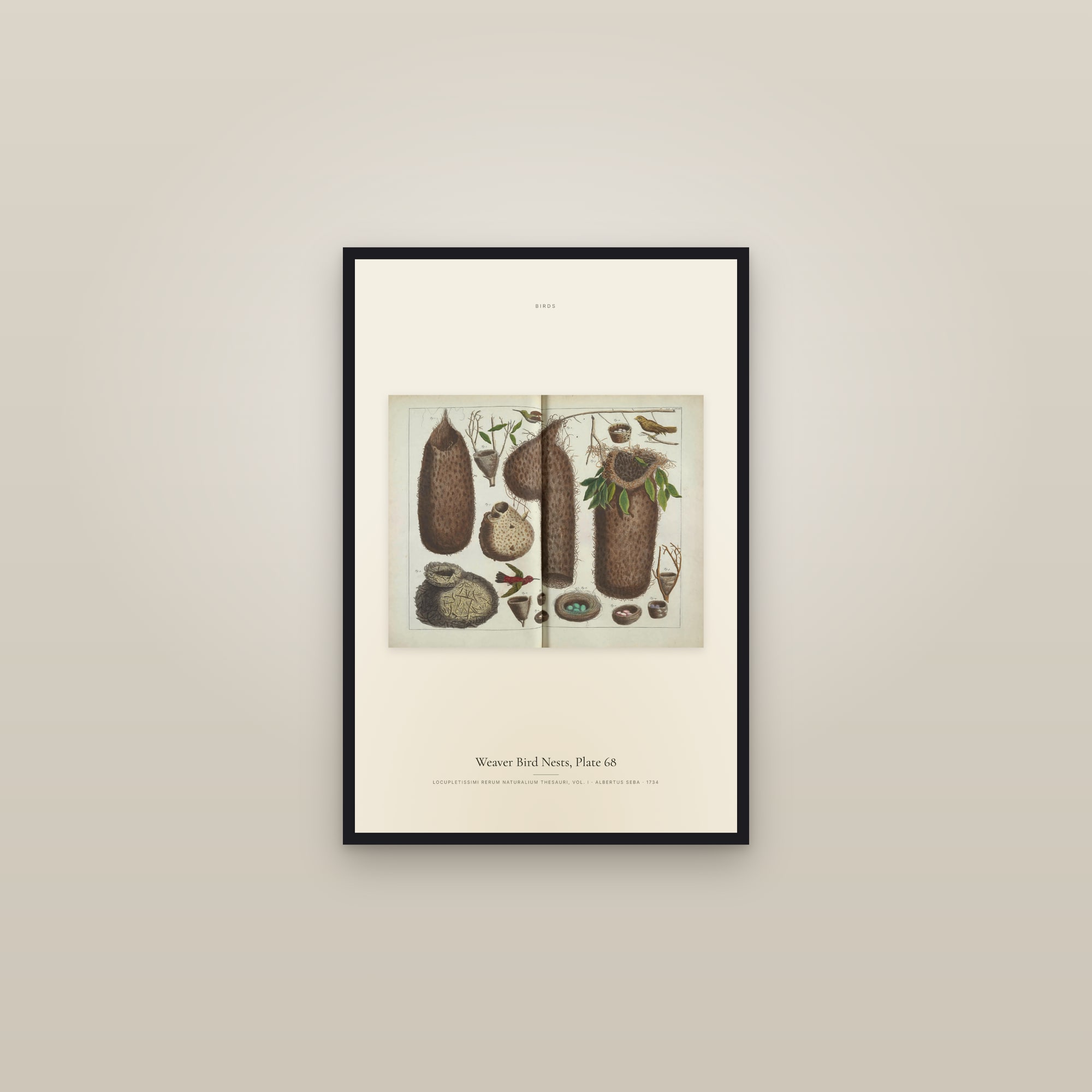 Weaver Bird Nests, Plate 68 — framed in a gallery setting