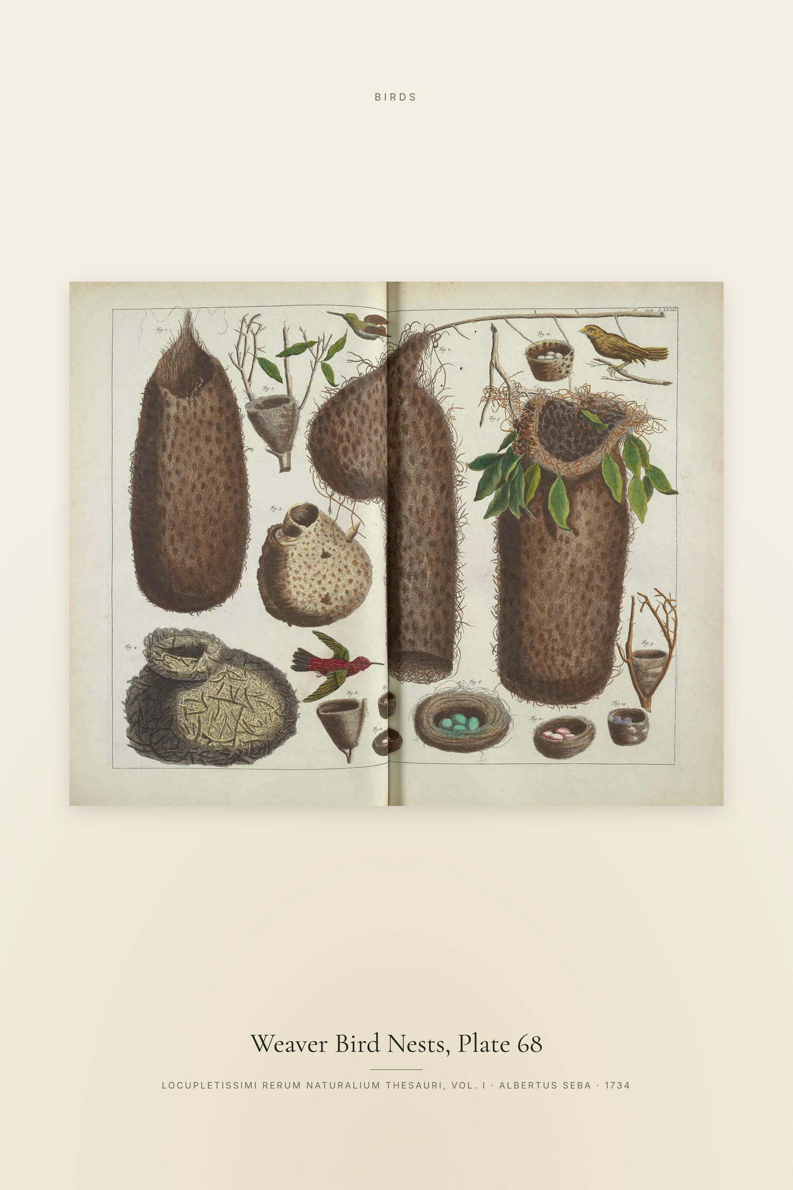 Weaver Bird Nests, Plate 68