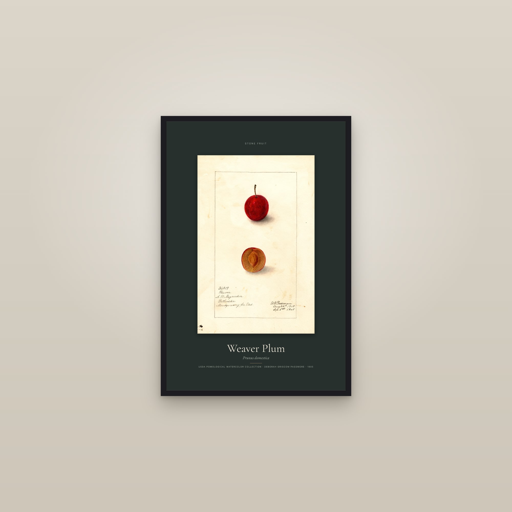 Weaver Plum — Specimen — framed in a gallery setting