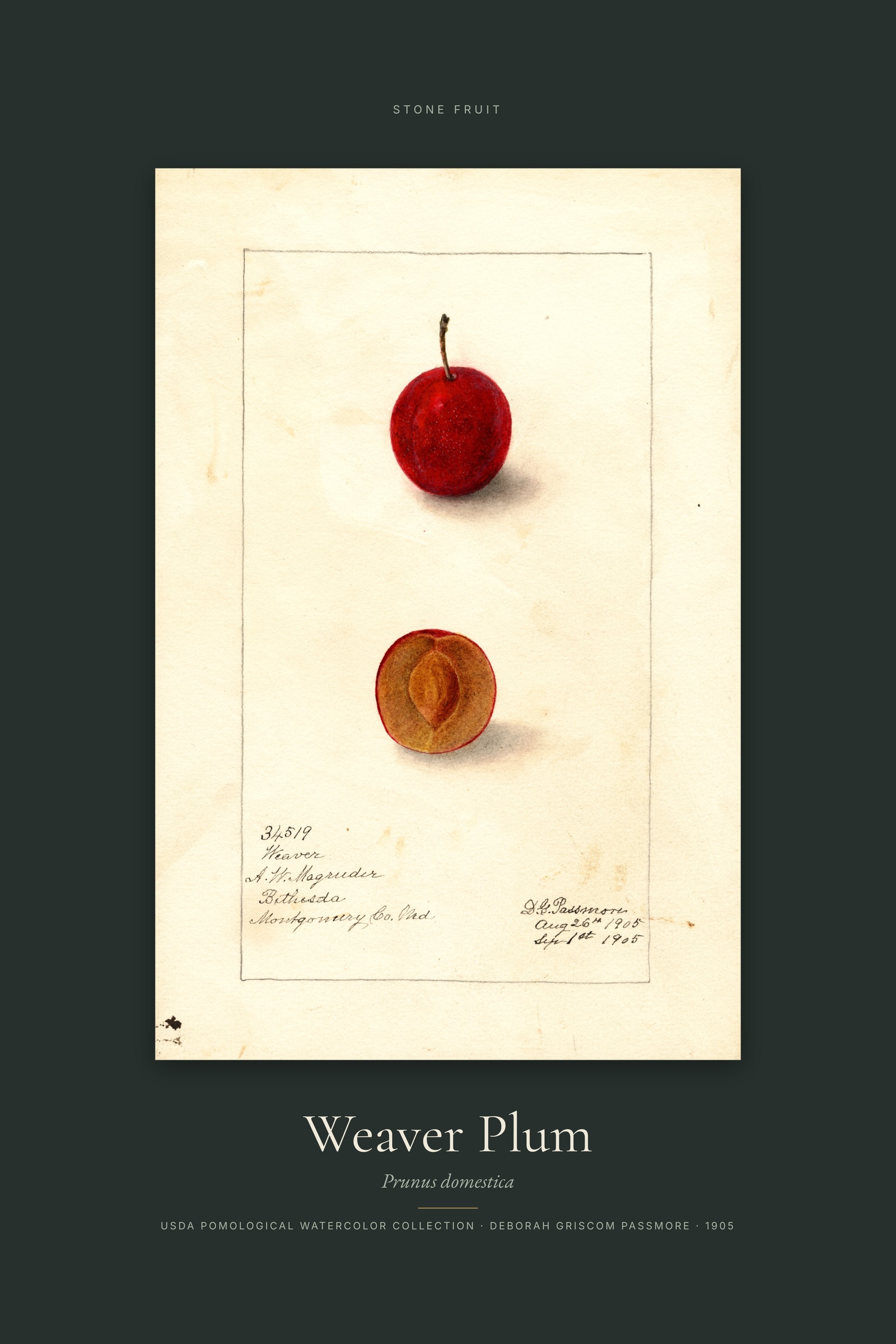Weaver Plum — Specimen
