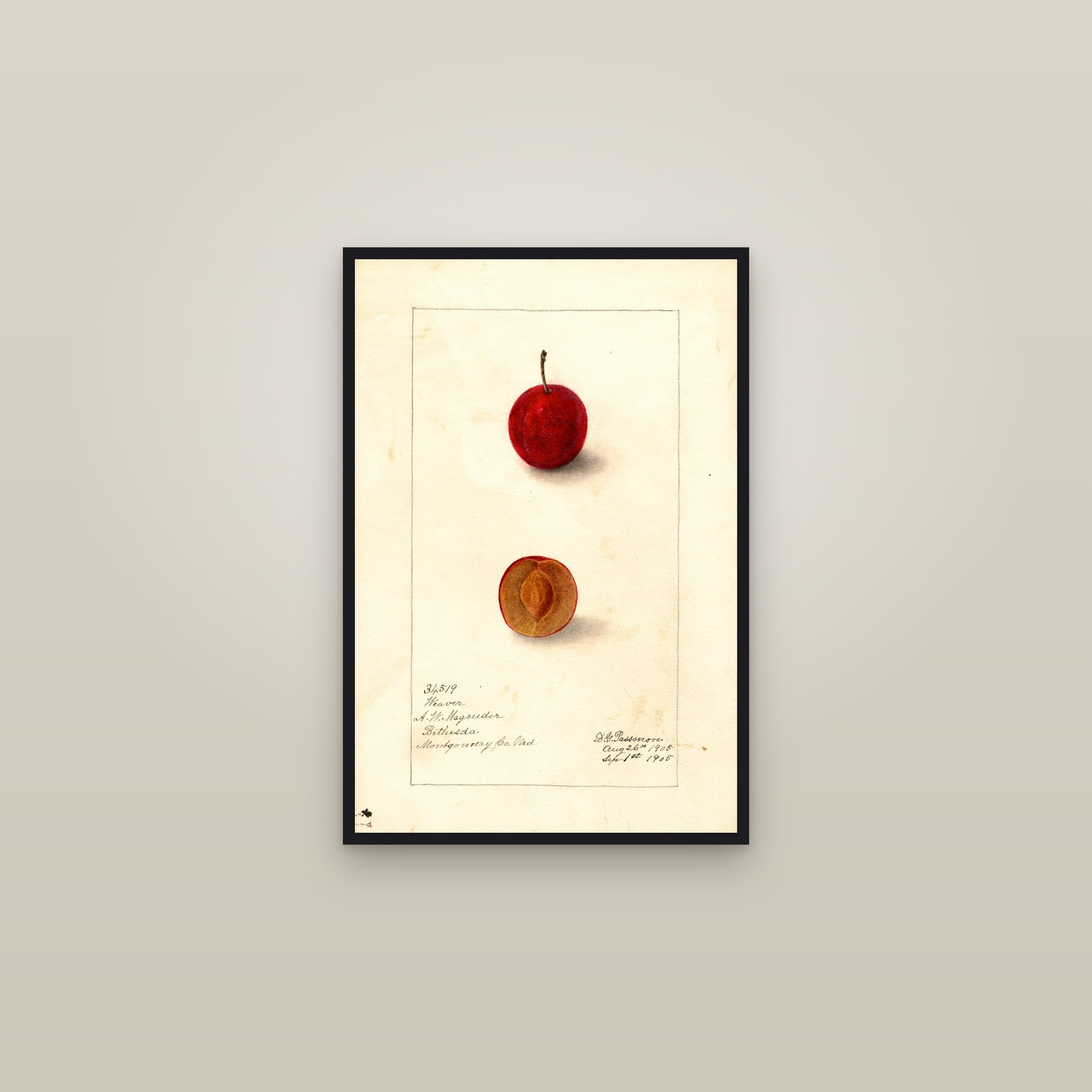 Weaver Plum — framed in a gallery setting