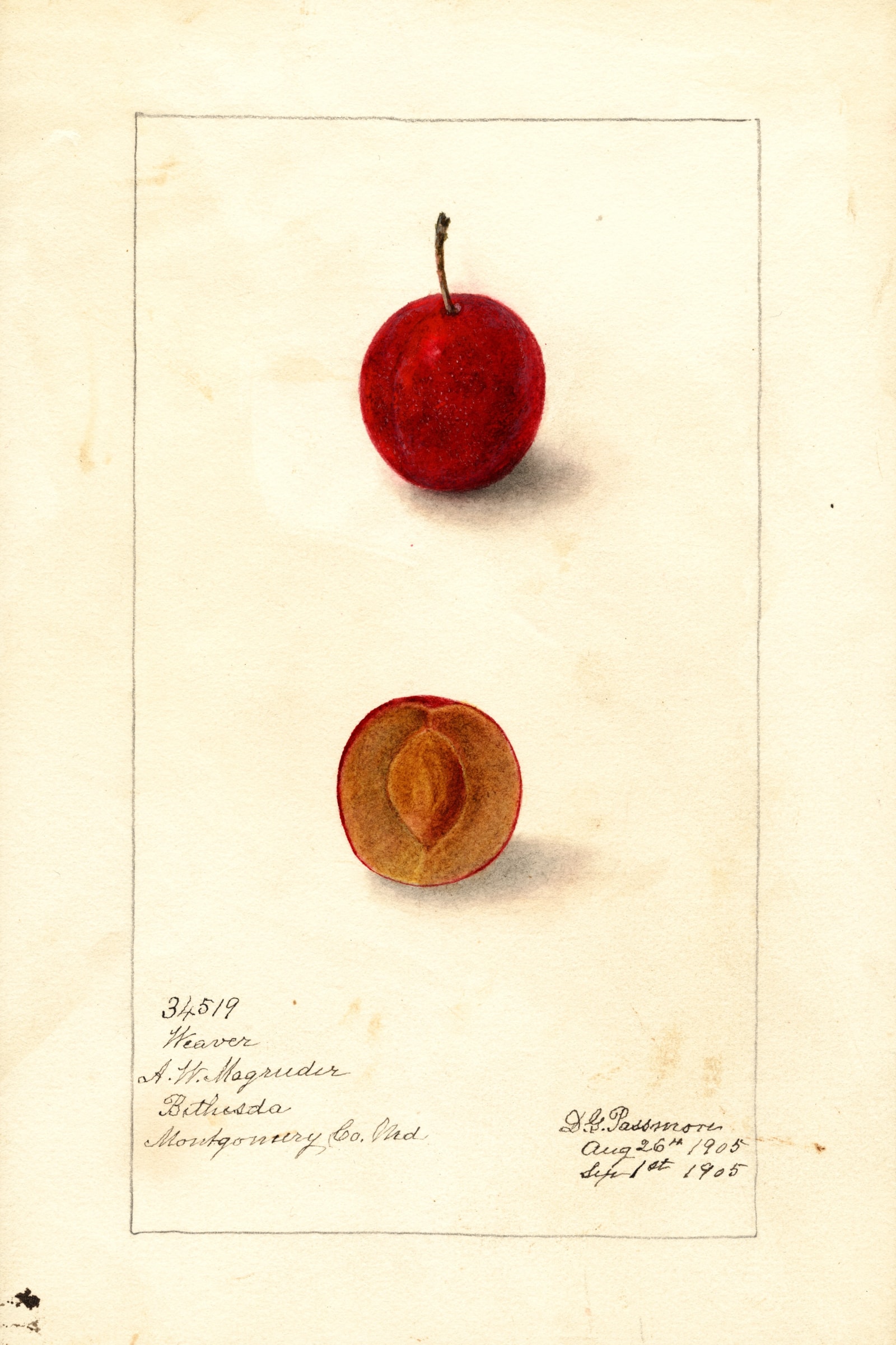 Weaver Plum