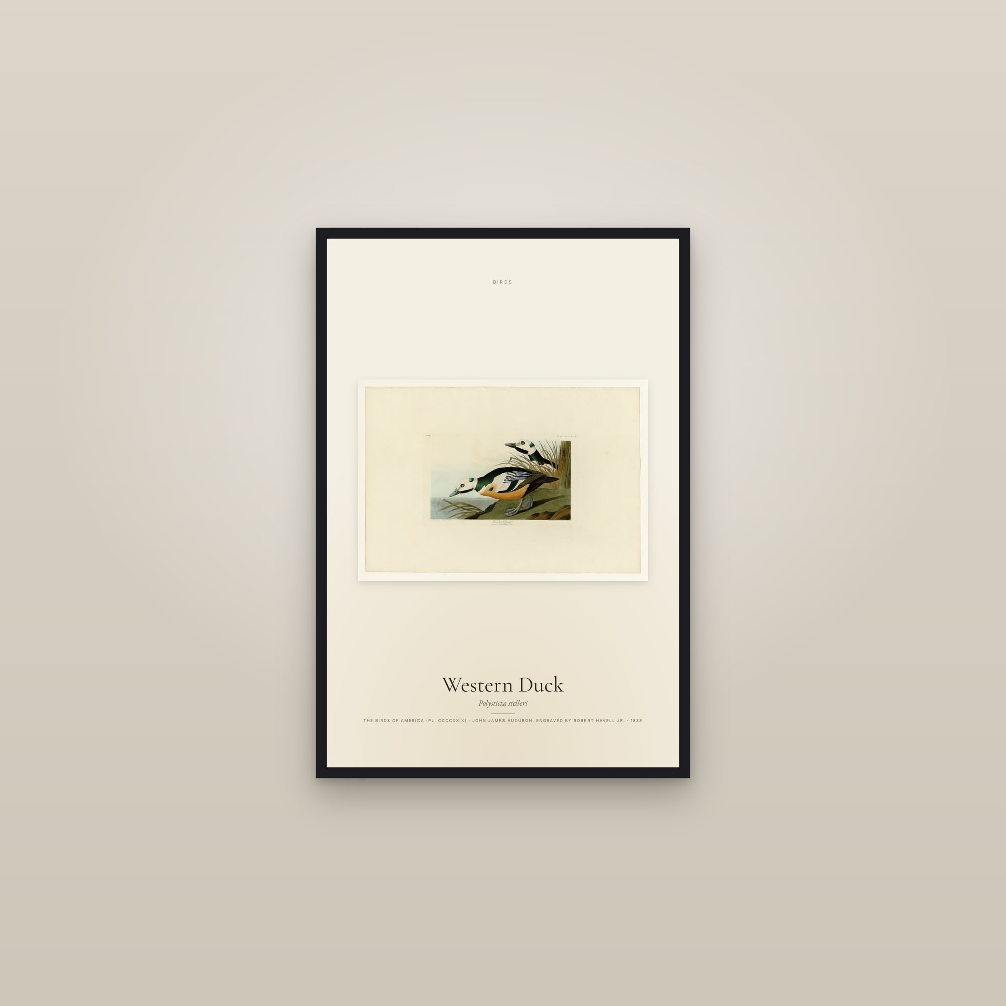 Western Duck — framed in a gallery setting