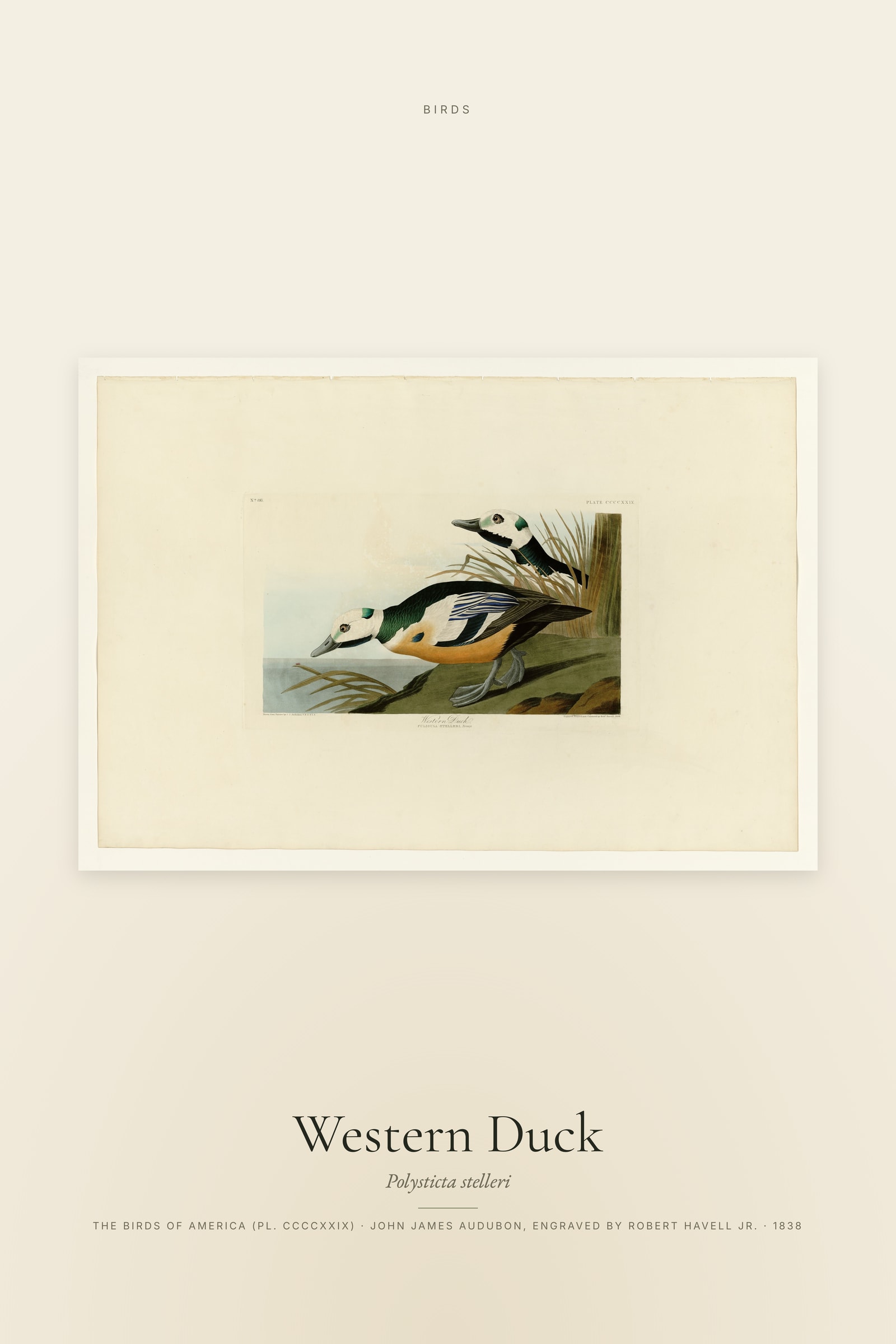 Western Duck