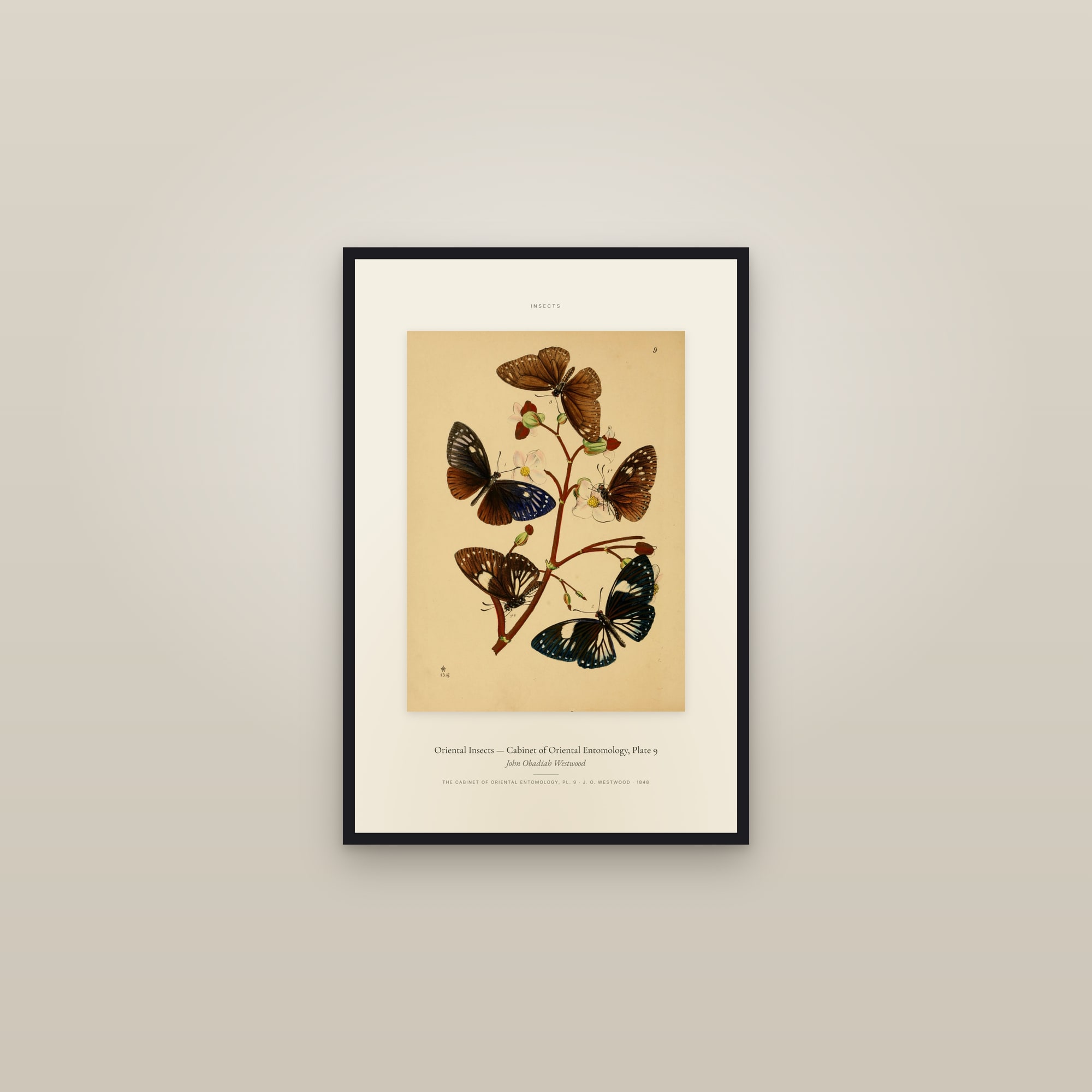 Oriental Insects (Plate 09) — Cabinet of Oriental Entomology, Plate 9 — Specimen — framed in a gallery setting