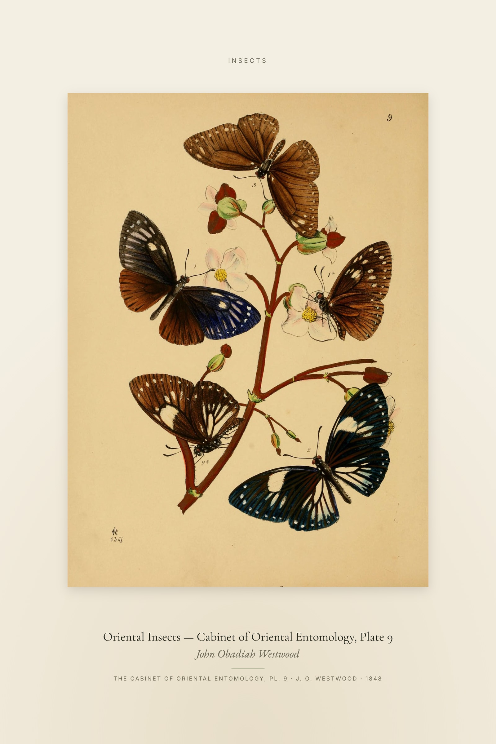 Oriental Insects (Plate 09) — Cabinet of Oriental Entomology, Plate 9 — Specimen
