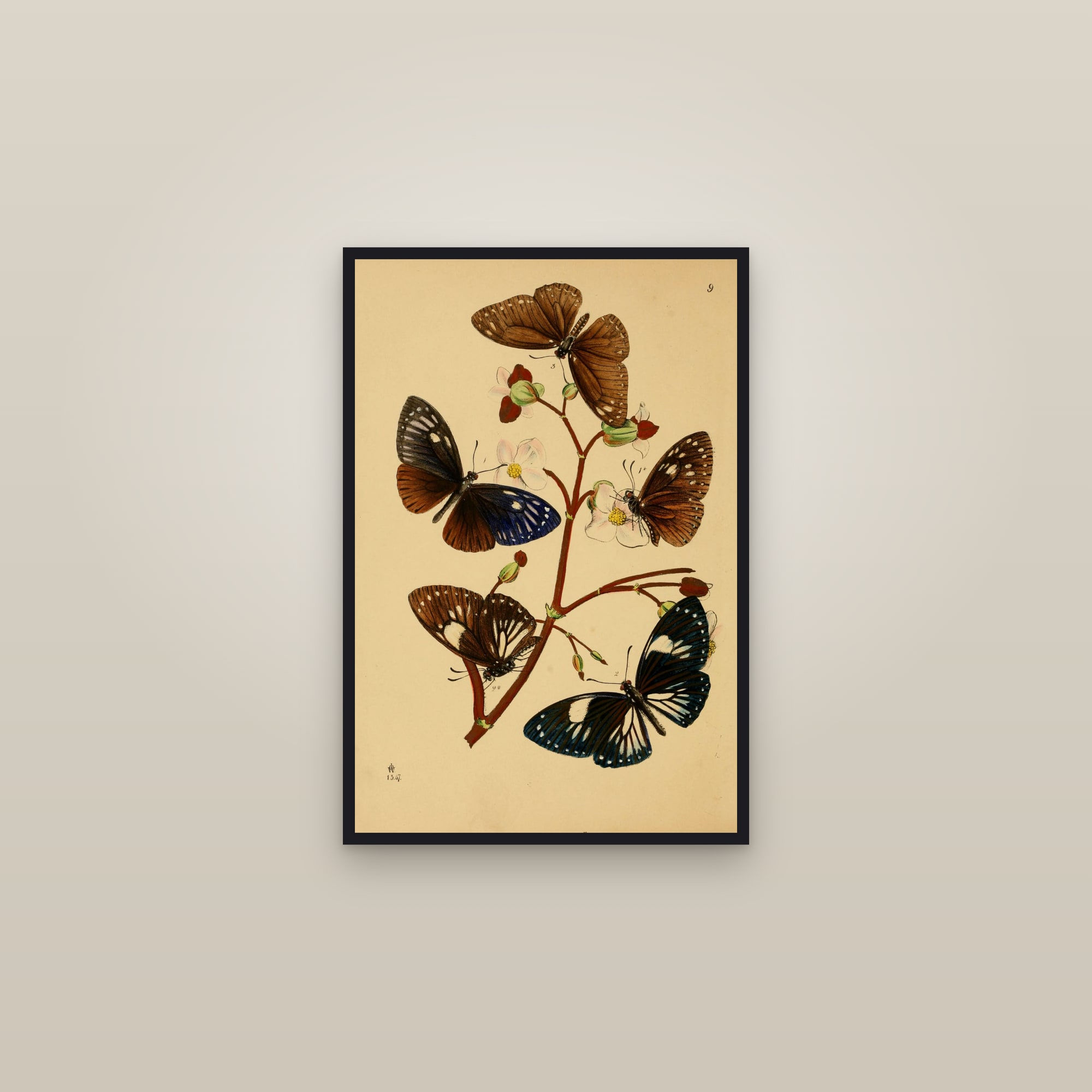 Oriental Insects (Plate 09) — Cabinet of Oriental Entomology, Plate 9 — framed in a gallery setting