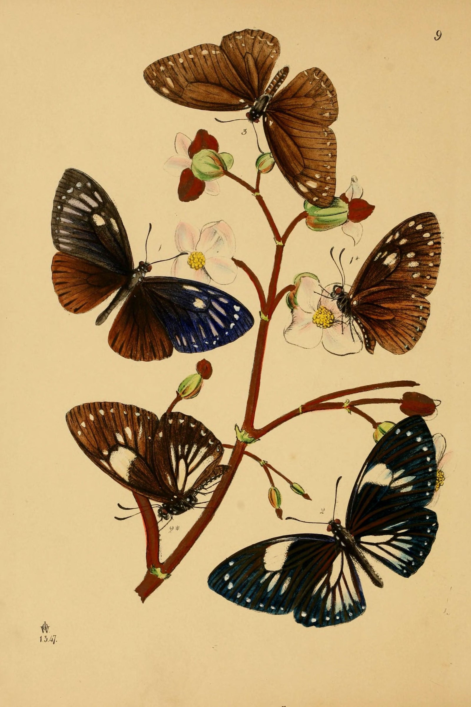Oriental Insects (Plate 09) — Cabinet of Oriental Entomology, Plate 9