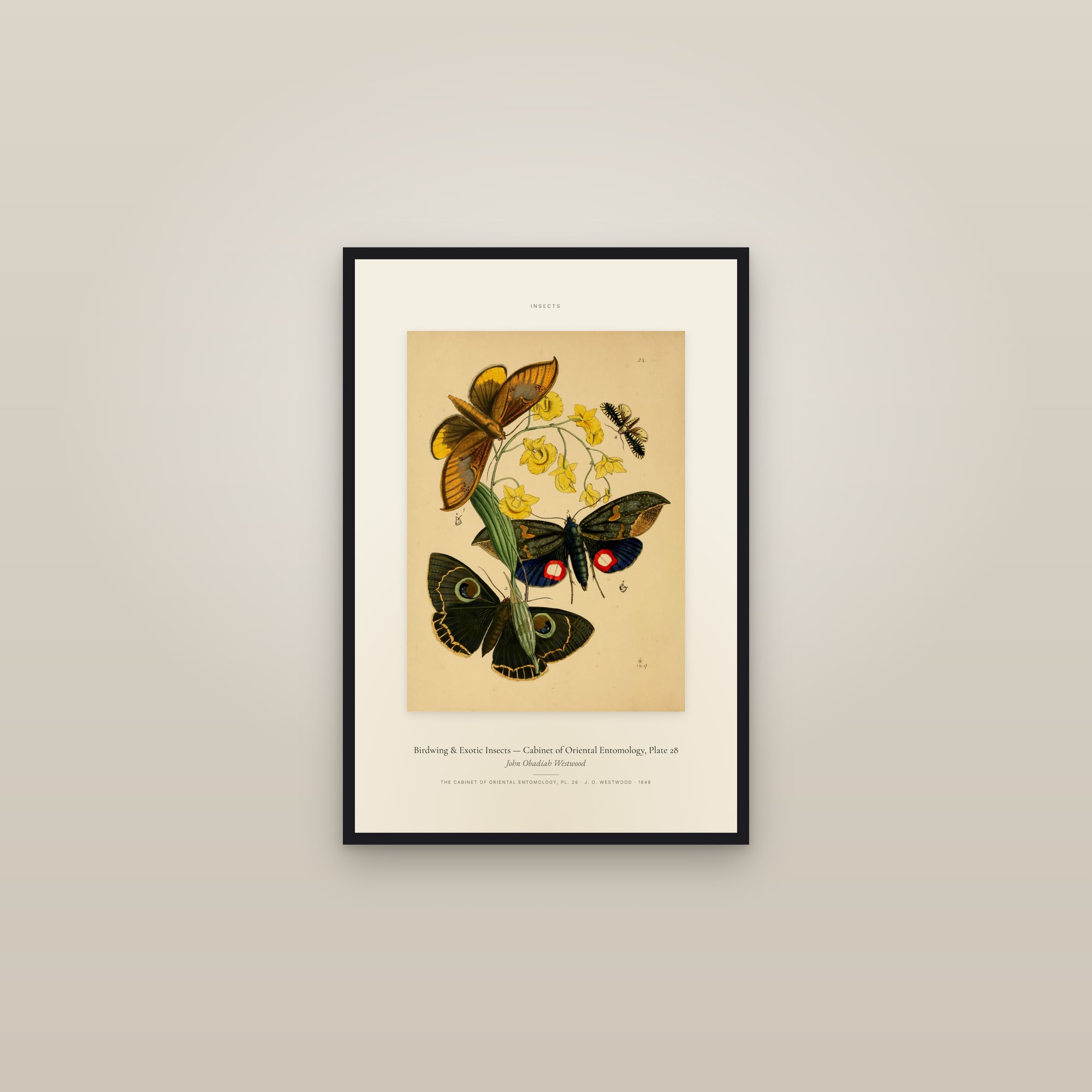 Birdwing & Exotic Insects — Cabinet of Oriental Entomology, Plate 28 — Specimen — framed in a gallery setting