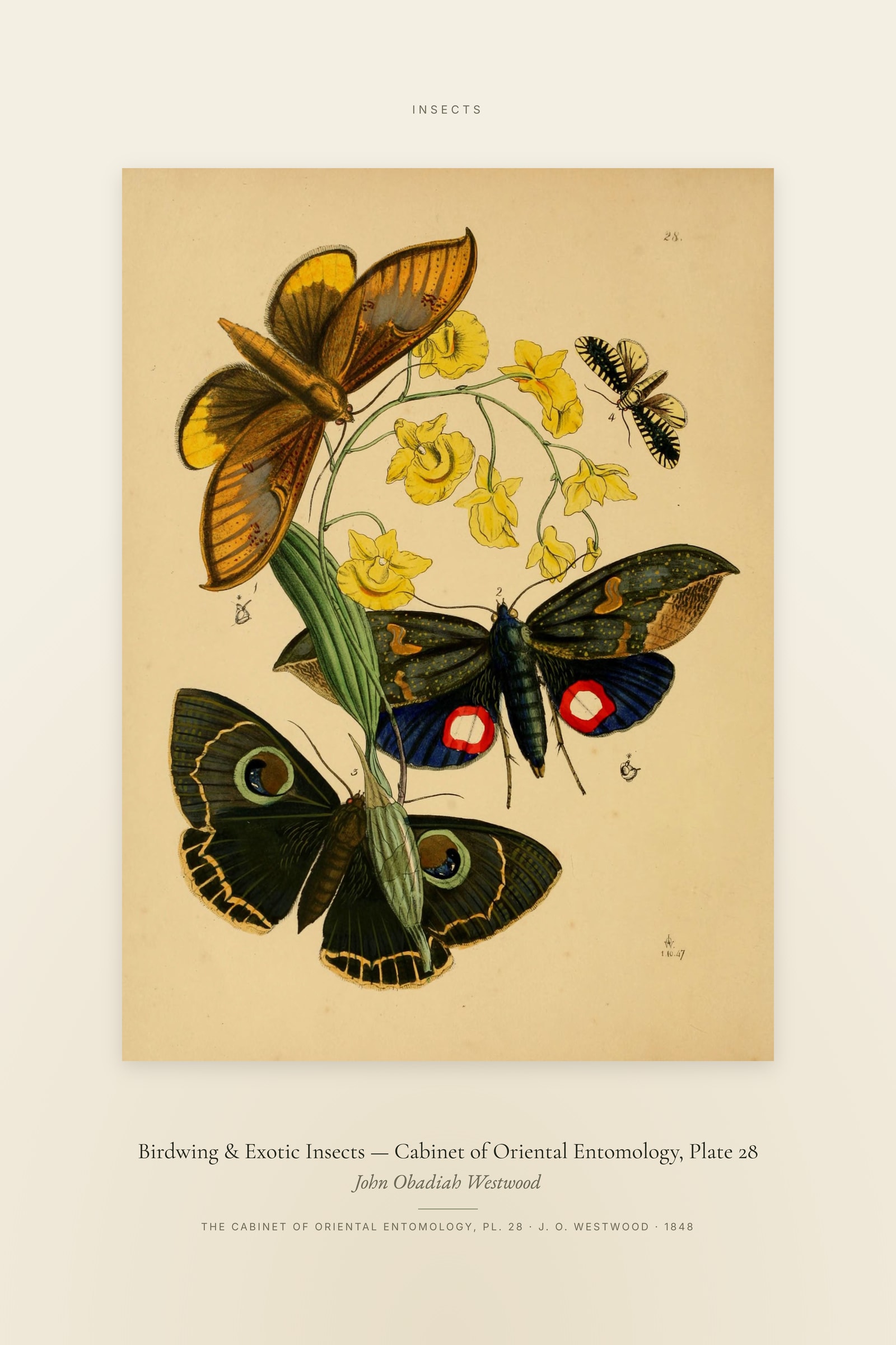 Birdwing & Exotic Insects — Cabinet of Oriental Entomology, Plate 28 — Specimen