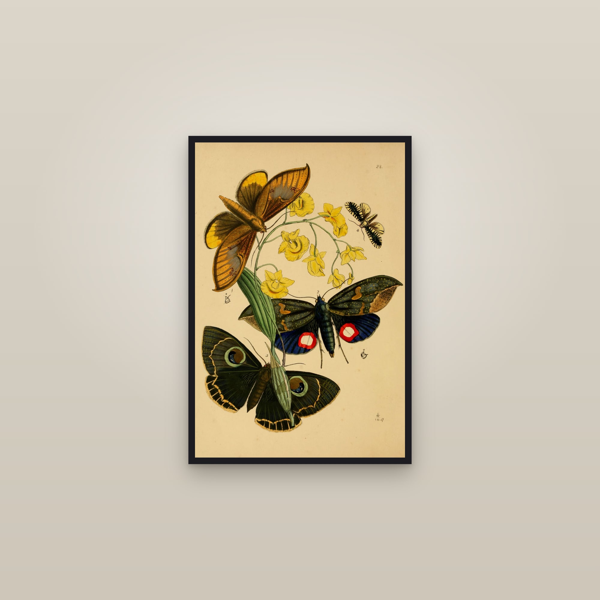 Birdwing & Exotic Insects — Cabinet of Oriental Entomology, Plate 28 — framed in a gallery setting
