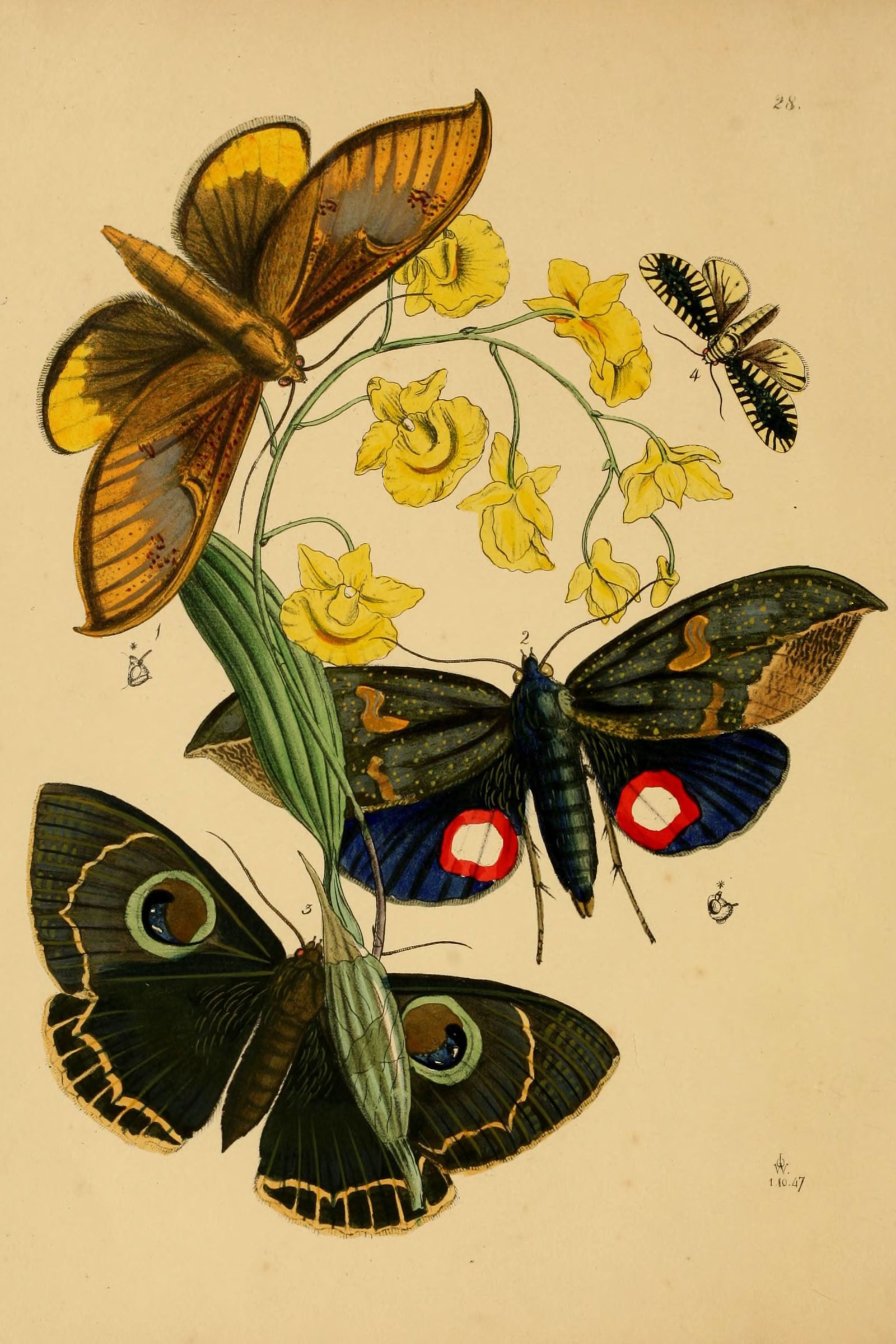 Birdwing & Exotic Insects — Cabinet of Oriental Entomology, Plate 28
