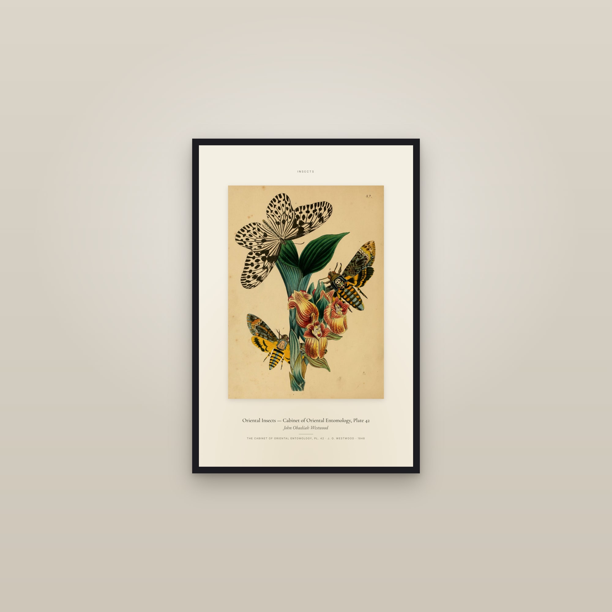 Oriental Insects (Plate 42) — Cabinet of Oriental Entomology, Plate 42 — Specimen — framed in a gallery setting
