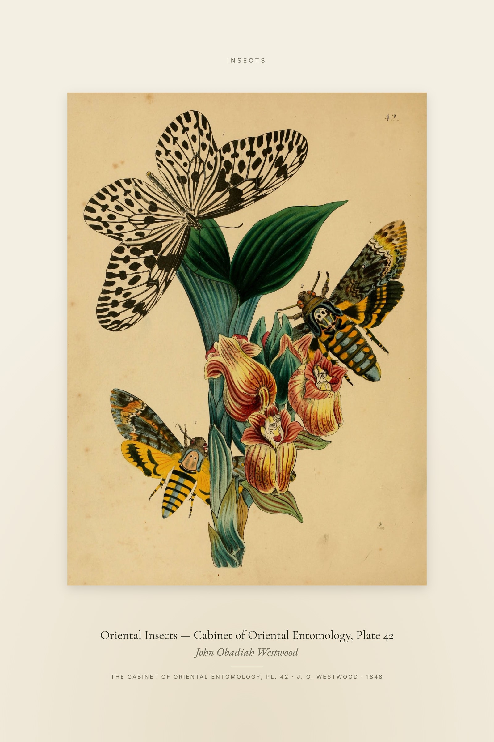 Oriental Insects (Plate 42) — Cabinet of Oriental Entomology, Plate 42 — Specimen