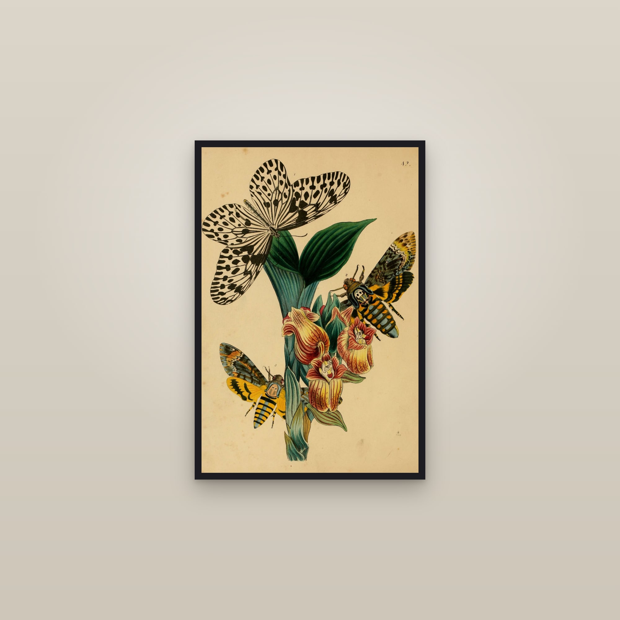 Oriental Insects (Plate 42) — Cabinet of Oriental Entomology, Plate 42 — framed in a gallery setting