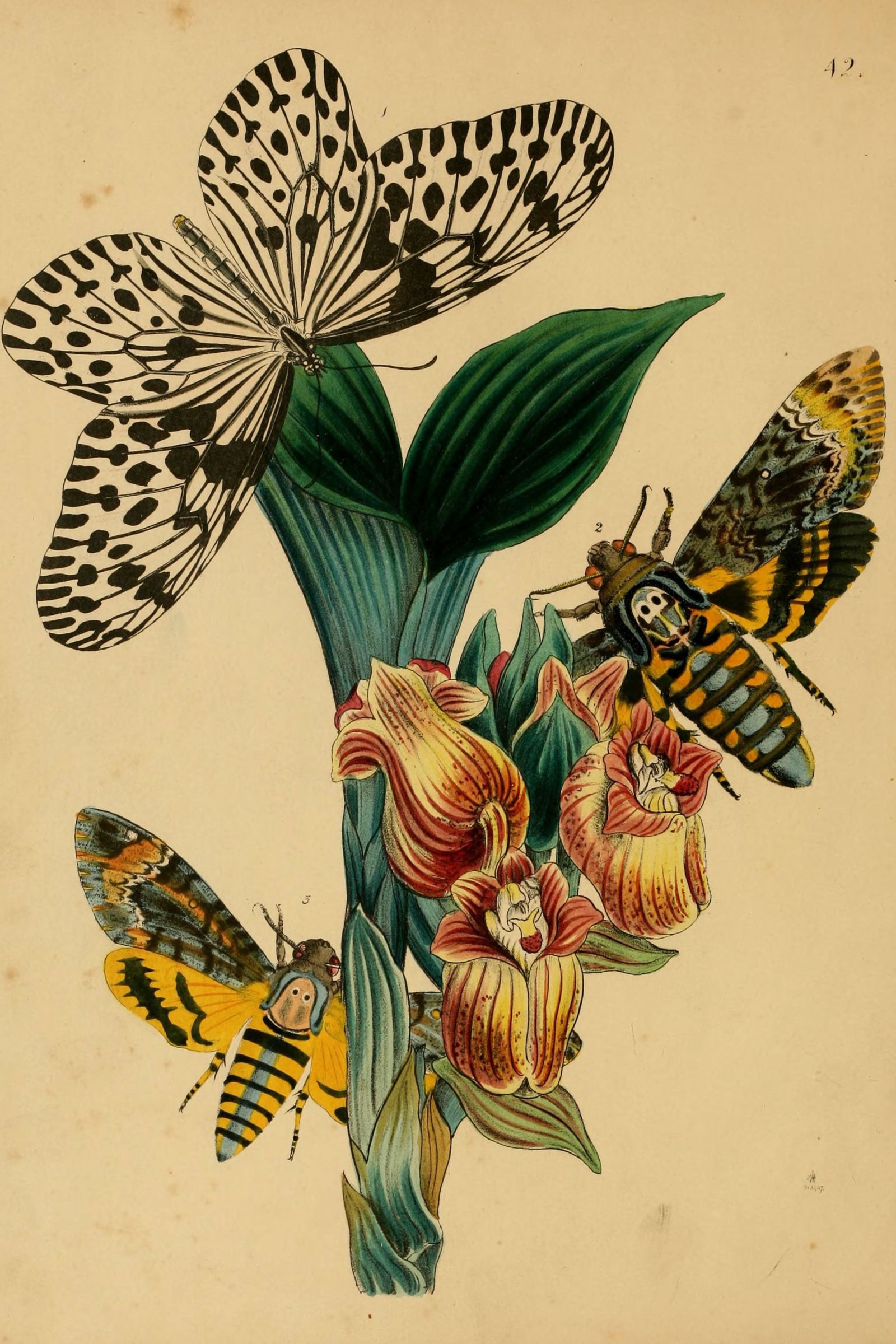 Oriental Insects (Plate 42) — Cabinet of Oriental Entomology, Plate 42