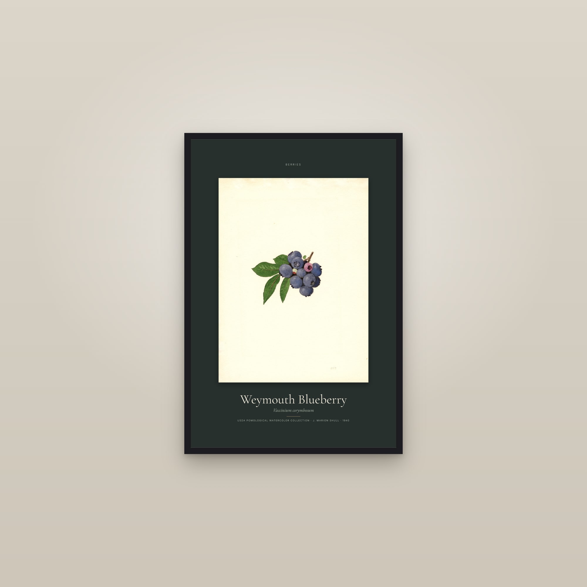 Weymouth Blueberry — Specimen — framed in a gallery setting