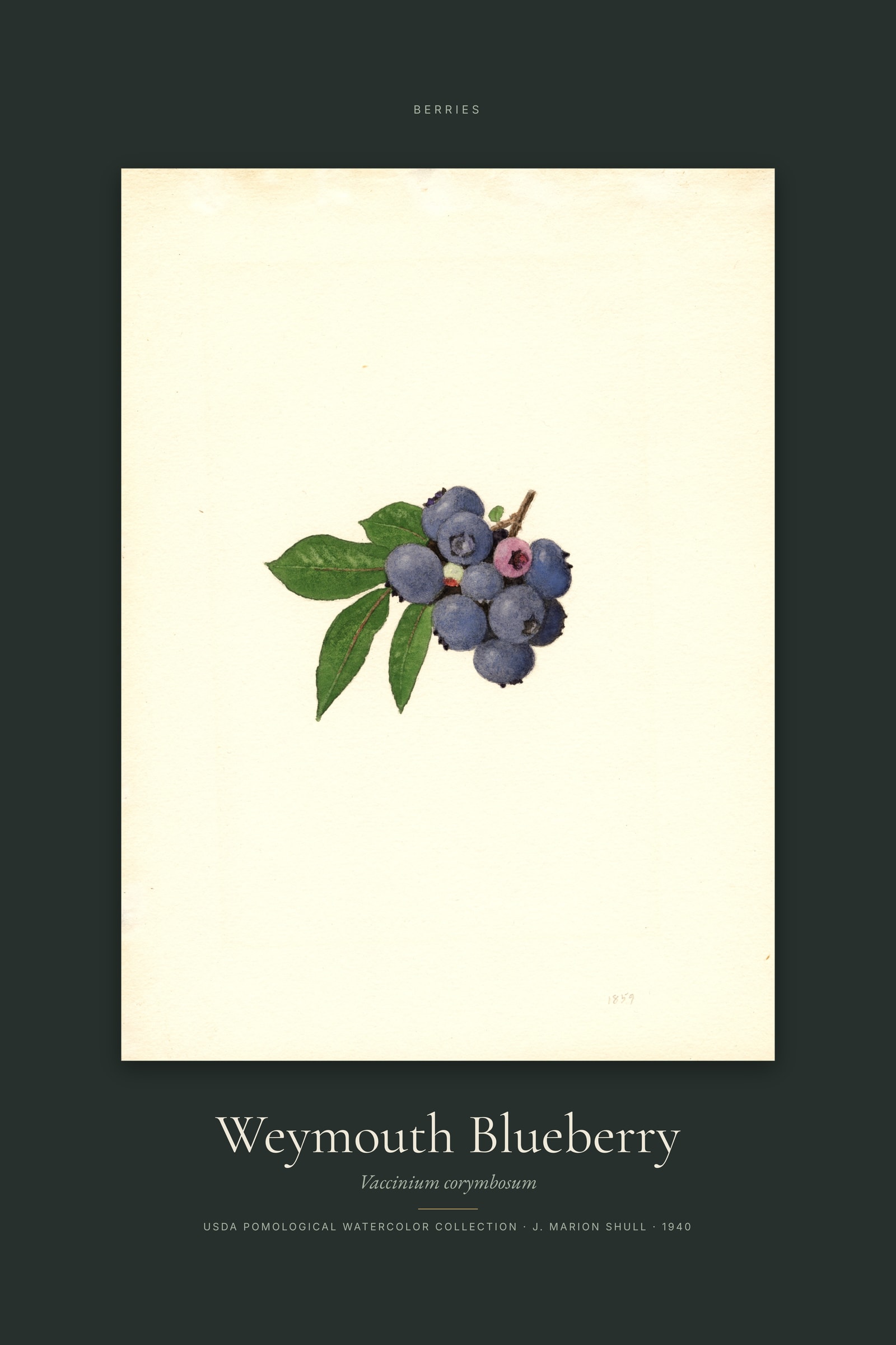 Weymouth Blueberry — Specimen