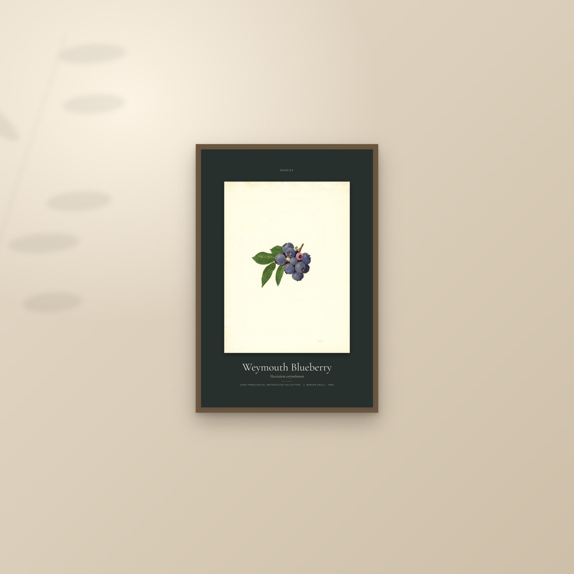 Weymouth Blueberry — Specimen — framed and styled on a sunlit wall