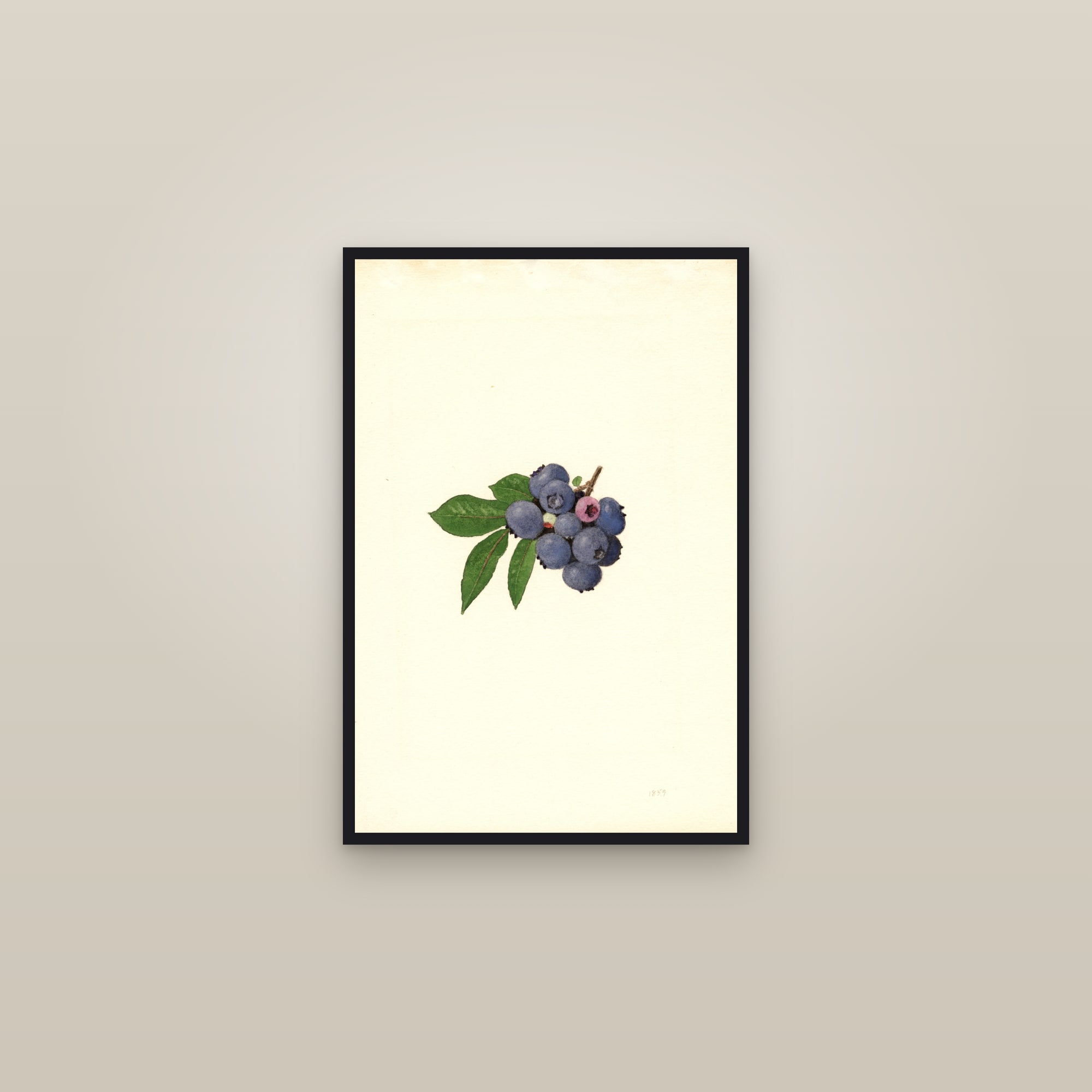 Weymouth Blueberry — framed in a gallery setting