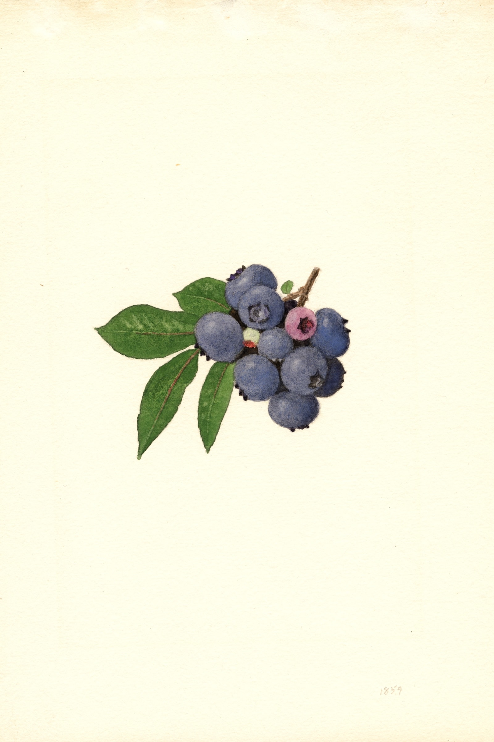 Weymouth Blueberry