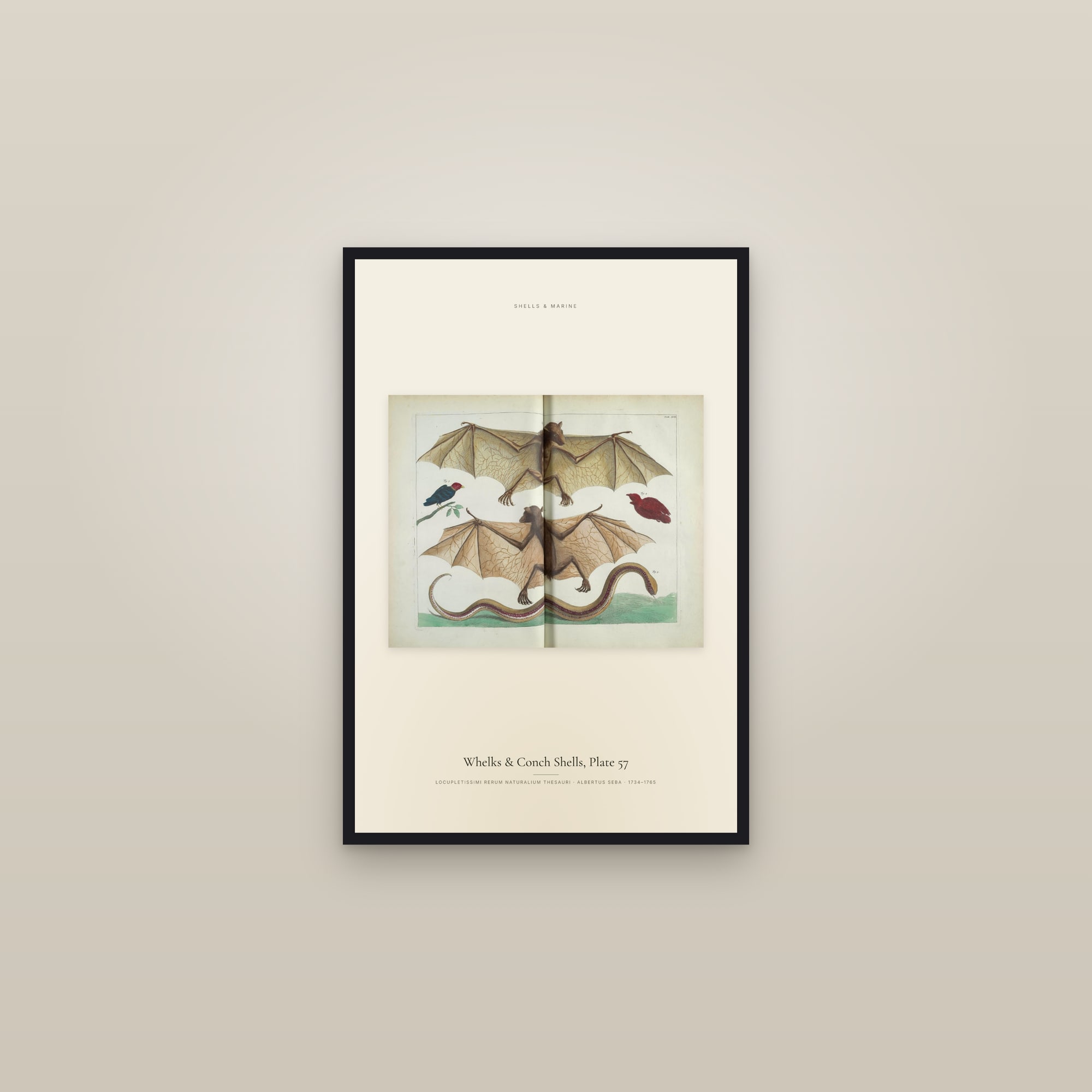 Whelks & Conch Shells, Plate 57 — framed in a gallery setting