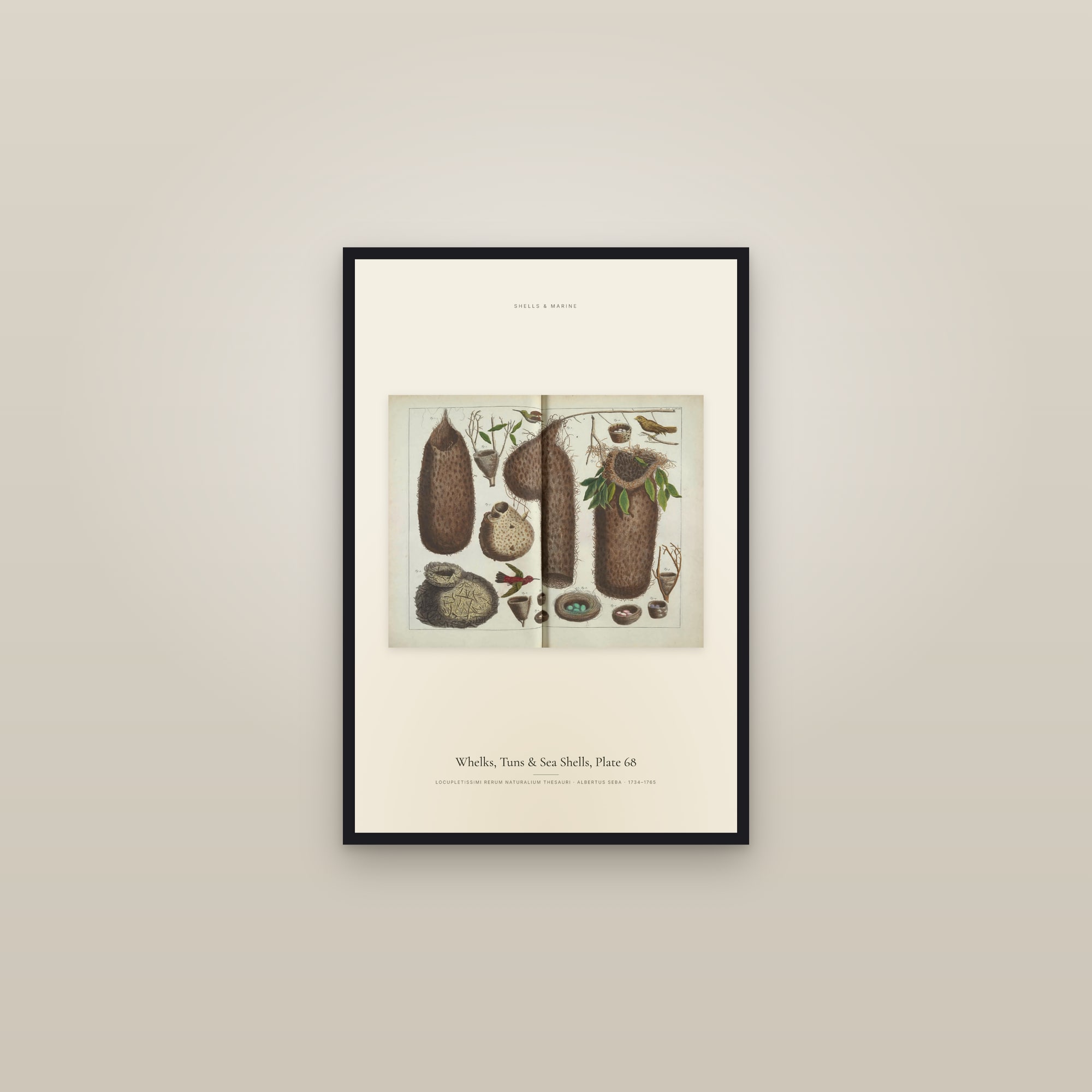 Whelks, Tuns & Sea Shells, Plate 68 — framed in a gallery setting