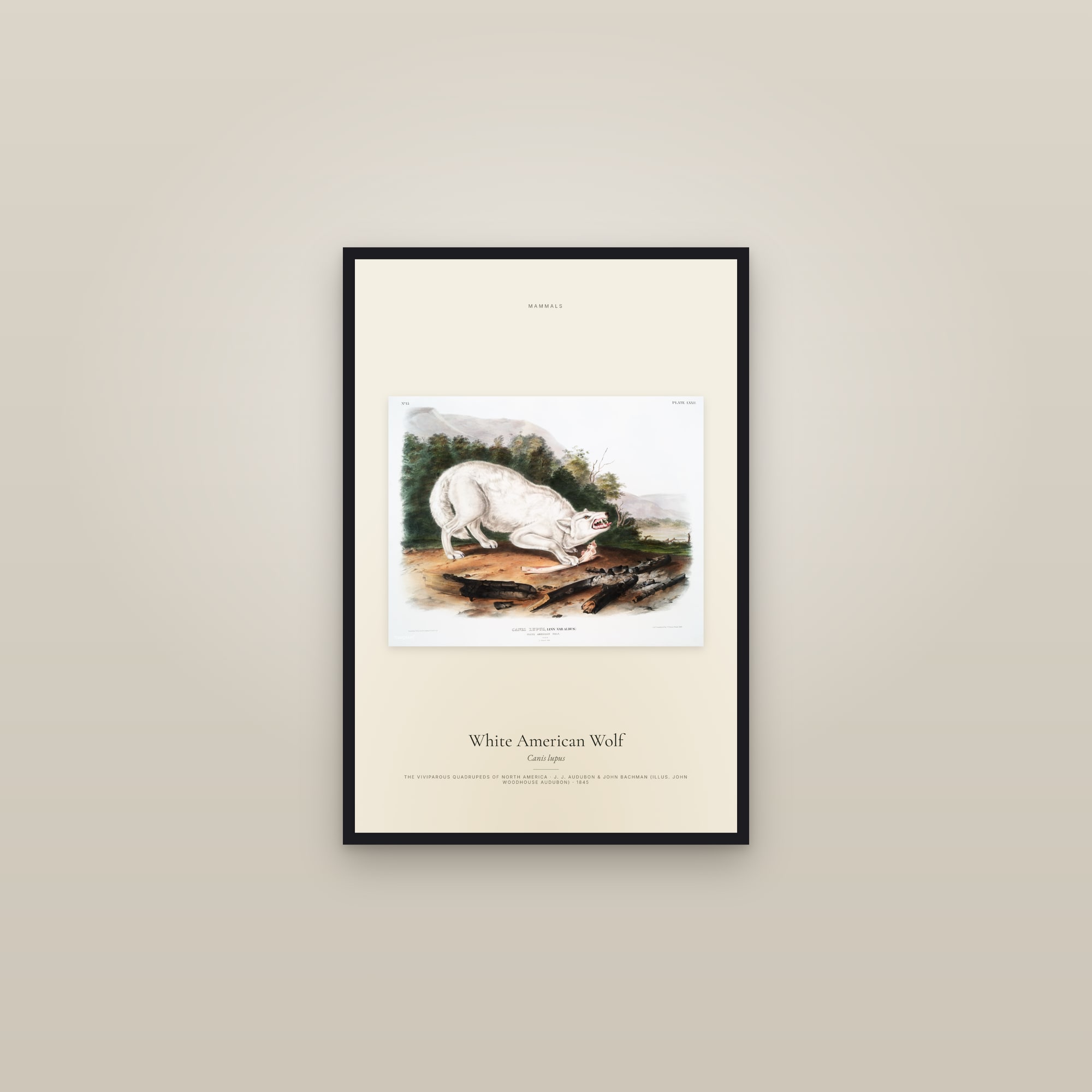 White American Wolf — framed in a gallery setting