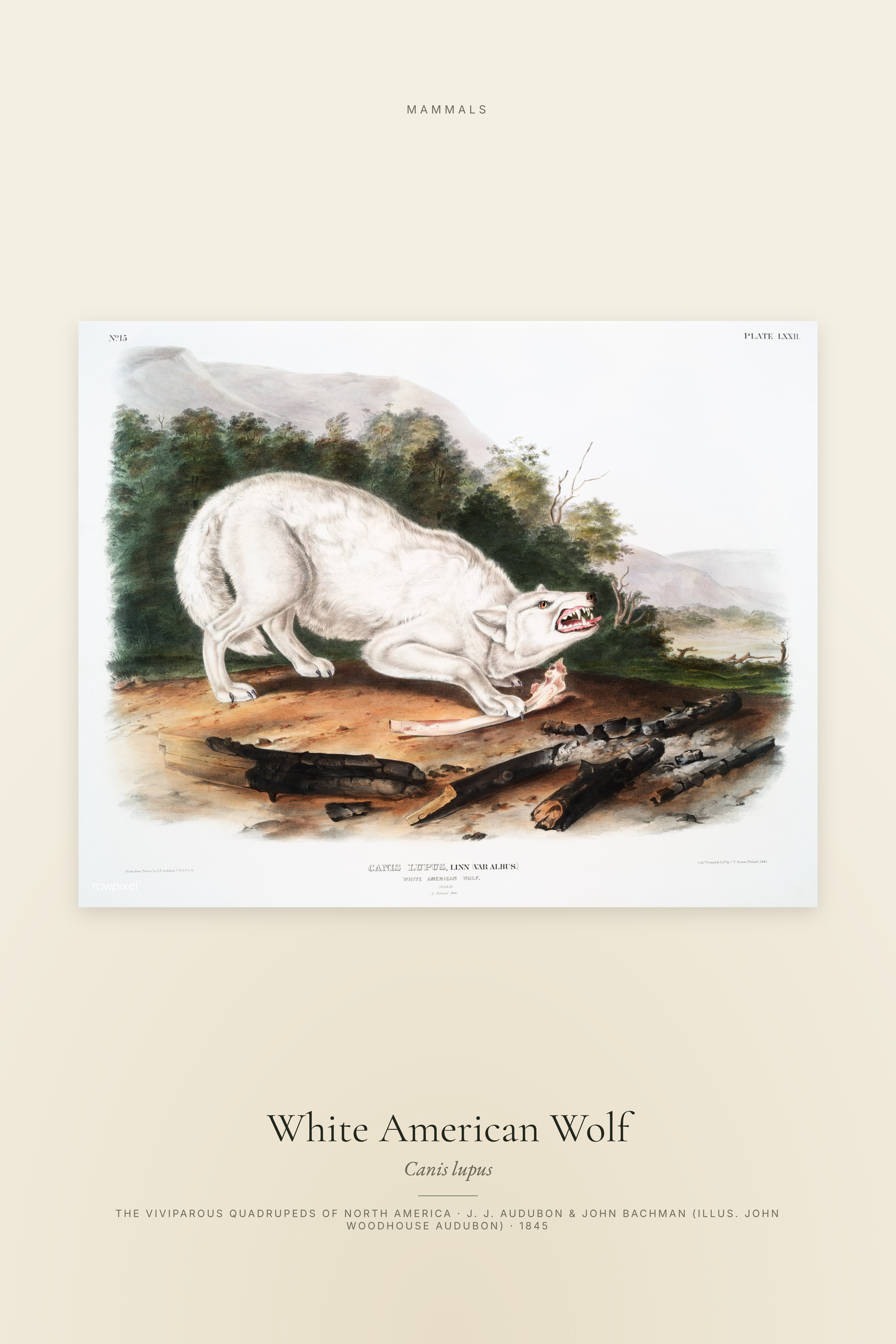 White American Wolf