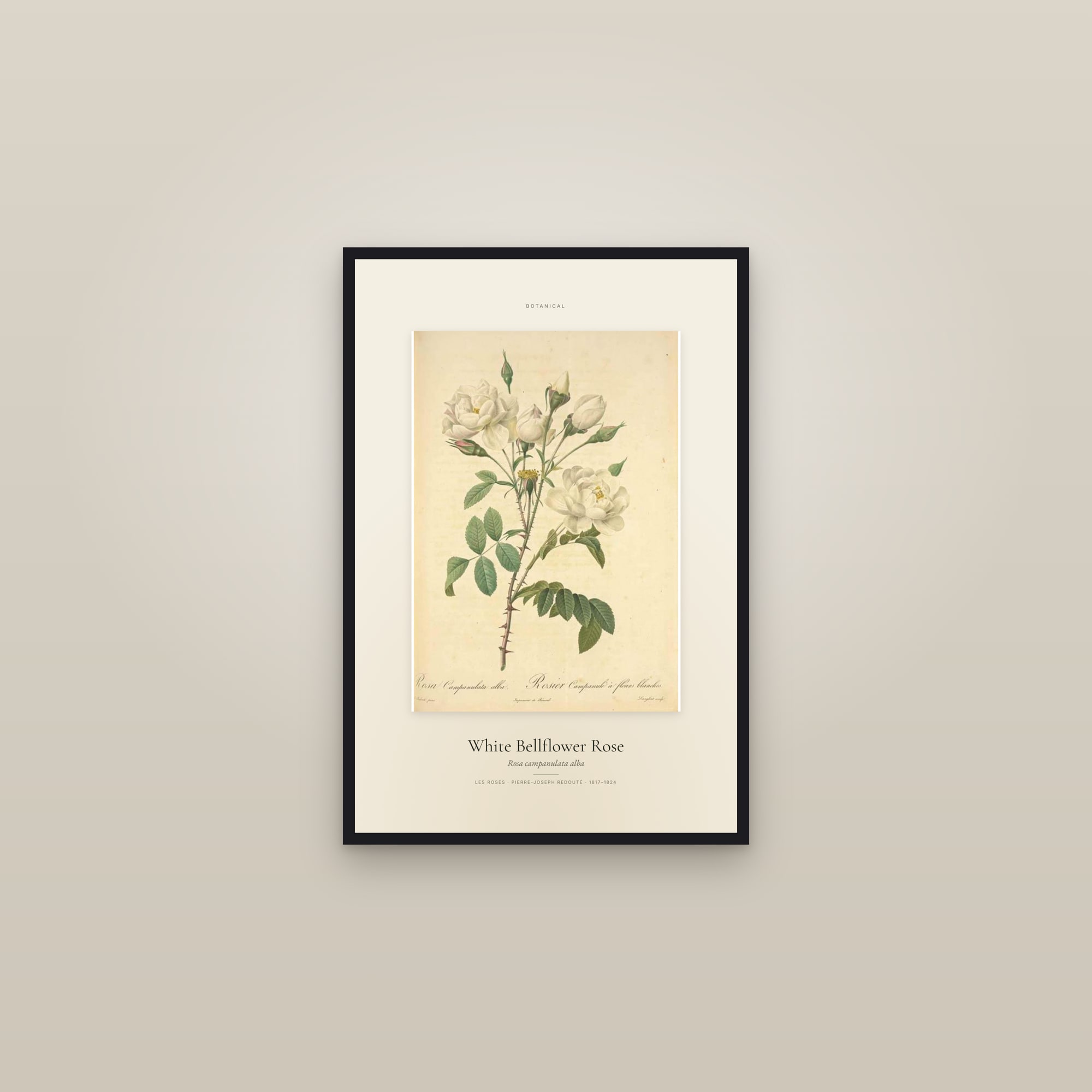 White Bellflower Rose — Specimen — framed in a gallery setting