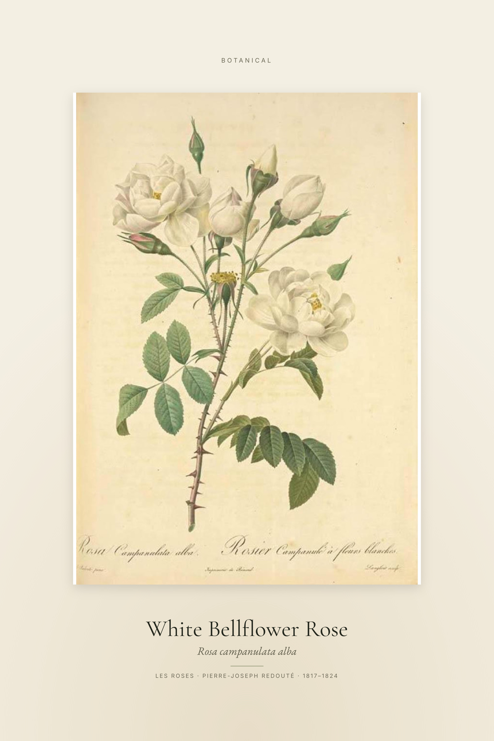 White Bellflower Rose — Specimen