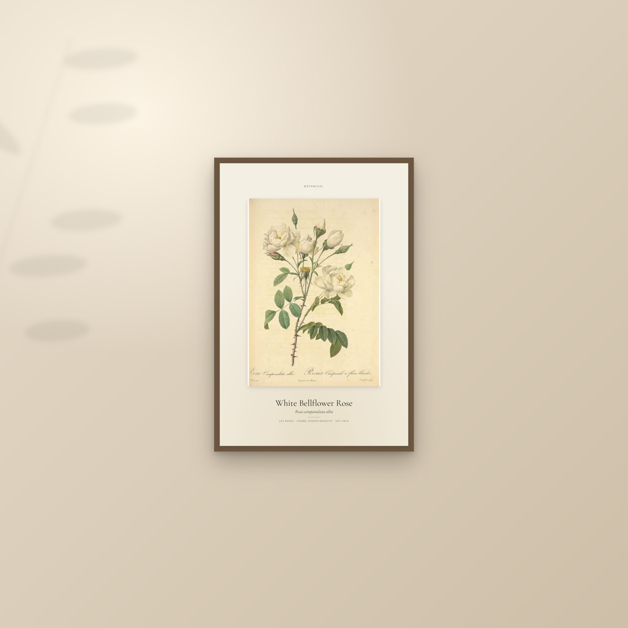 White Bellflower Rose — Specimen — framed and styled on a sunlit wall