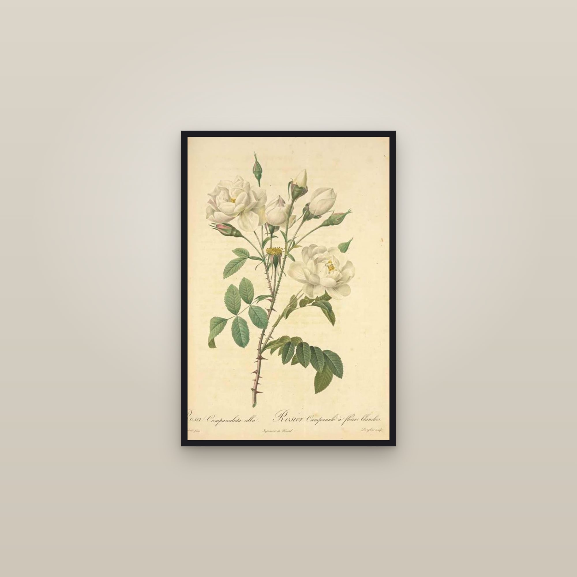 White Bellflower Rose — framed in a gallery setting