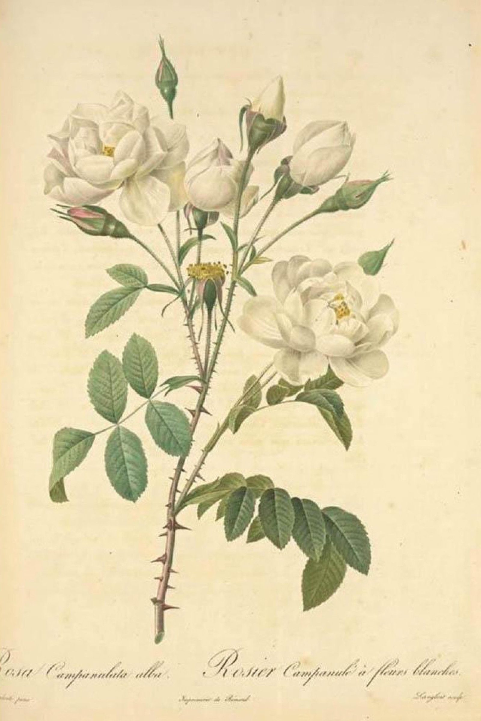 White Bellflower Rose
