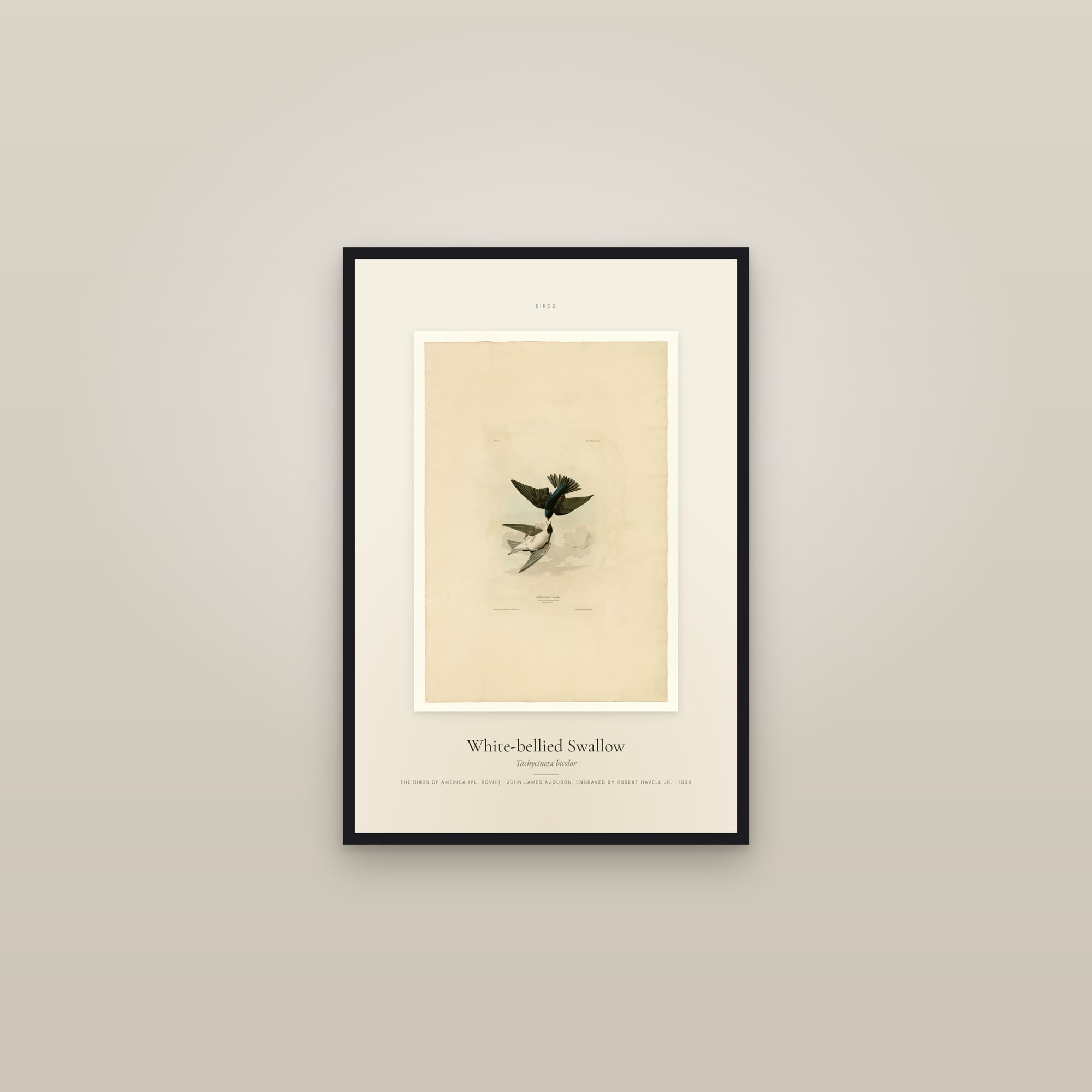 White-bellied Swallow — Specimen — framed in a gallery setting