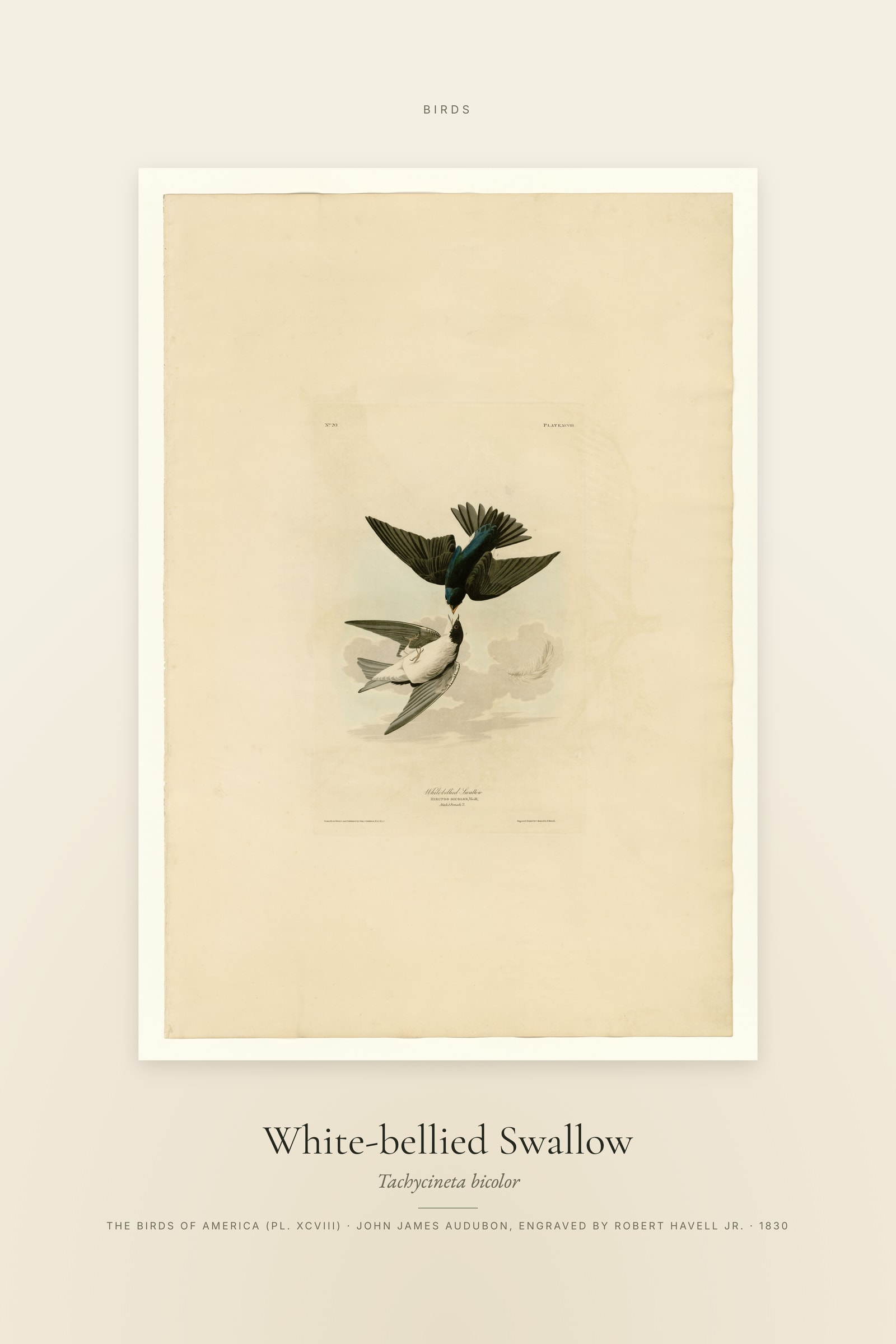 White-bellied Swallow — Specimen