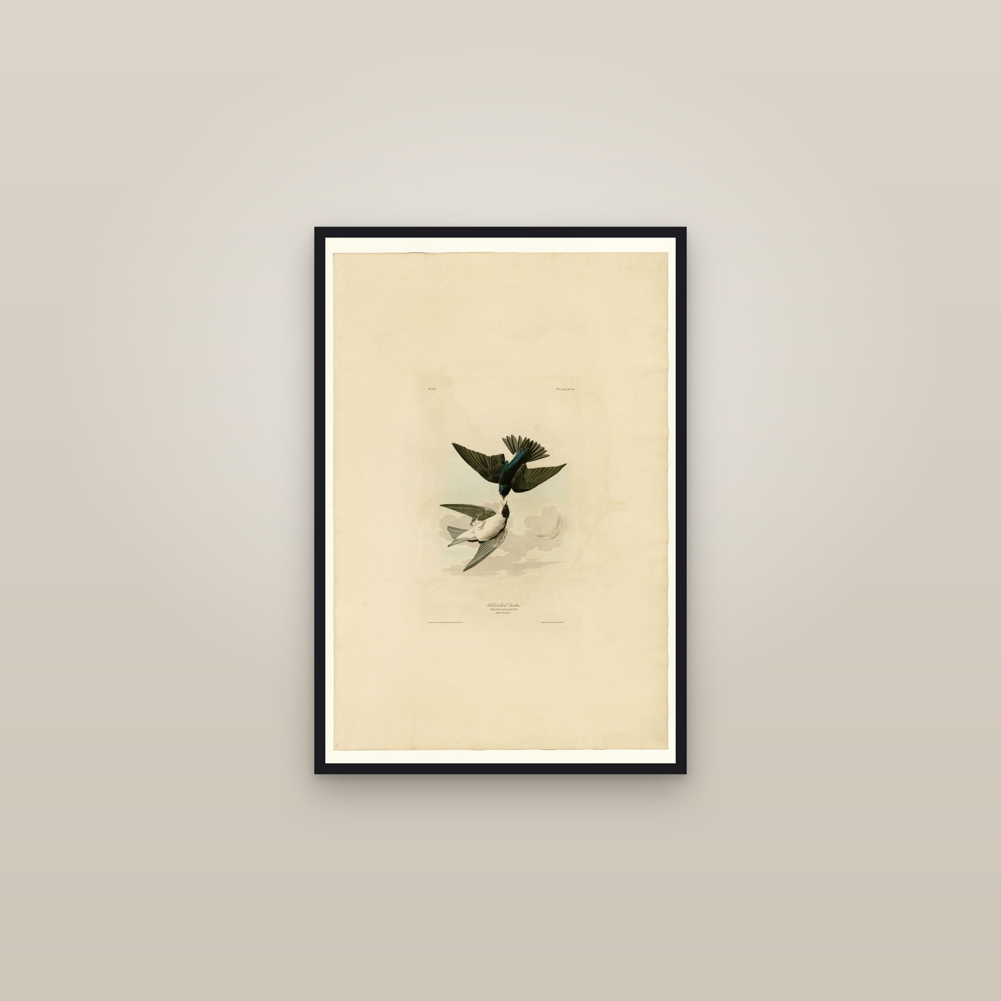 White-bellied Swallow — framed in a gallery setting