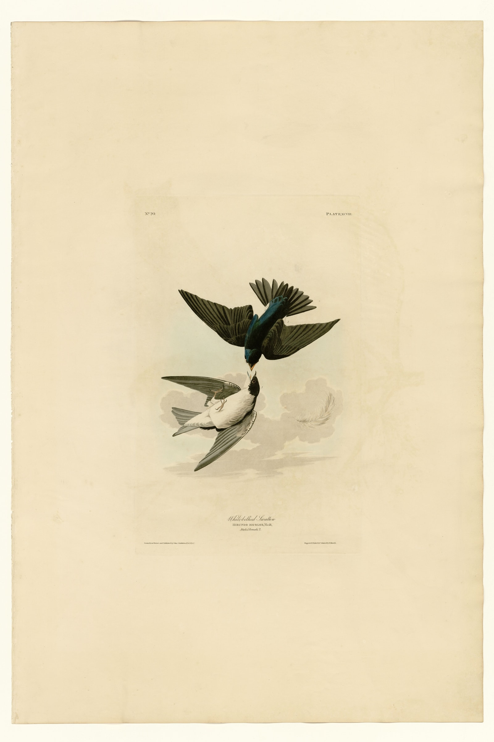 White-bellied Swallow