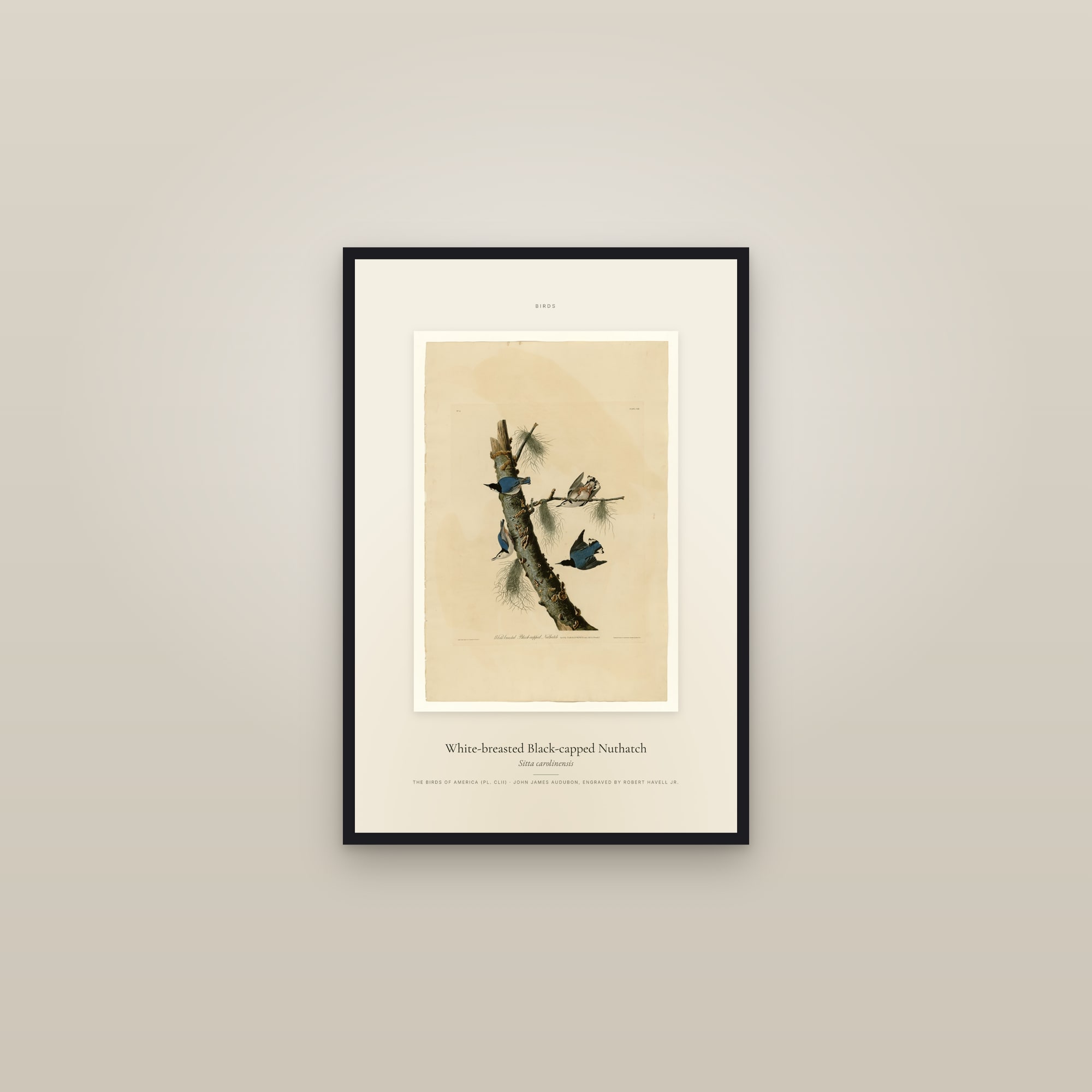 White-breasted Black-capped Nuthatch — Specimen — framed in a gallery setting