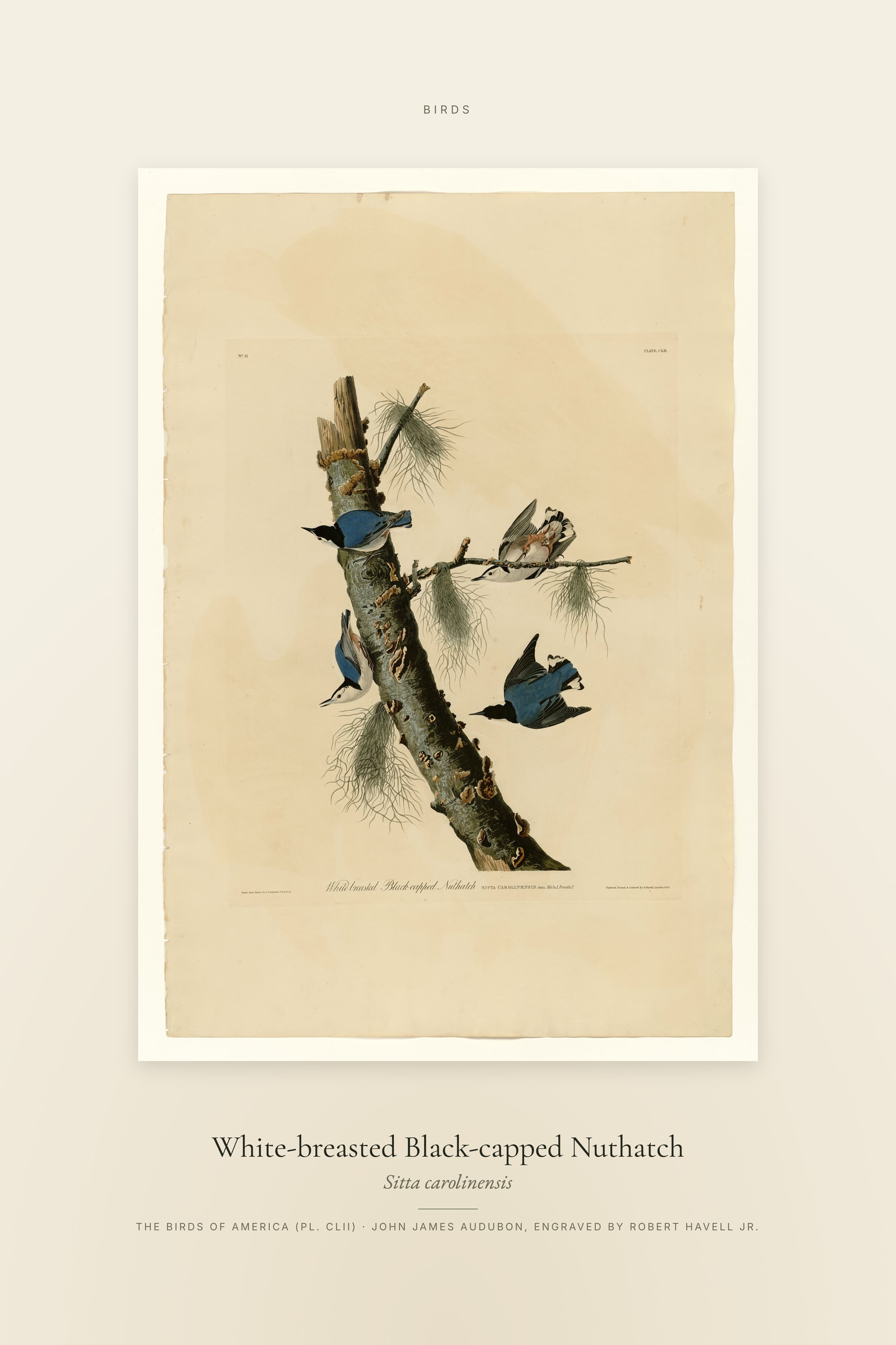 White-breasted Black-capped Nuthatch — Specimen