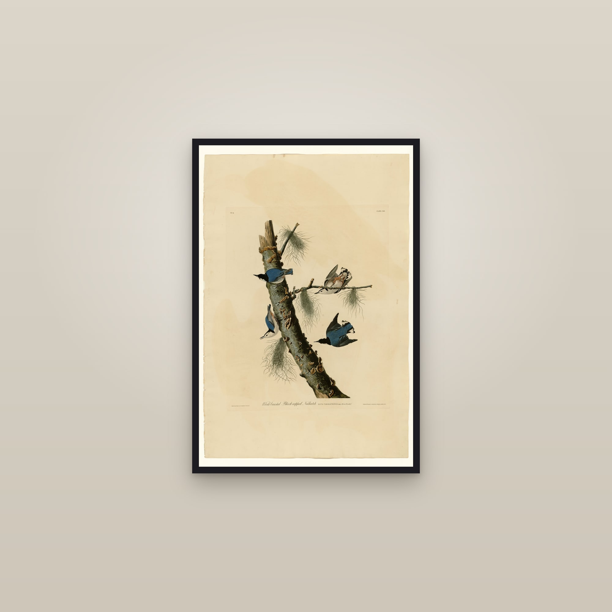 White-breasted Black-capped Nuthatch — framed in a gallery setting
