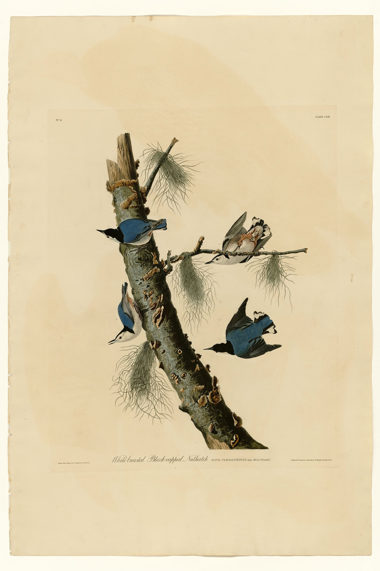 White-breasted Black-capped Nuthatch