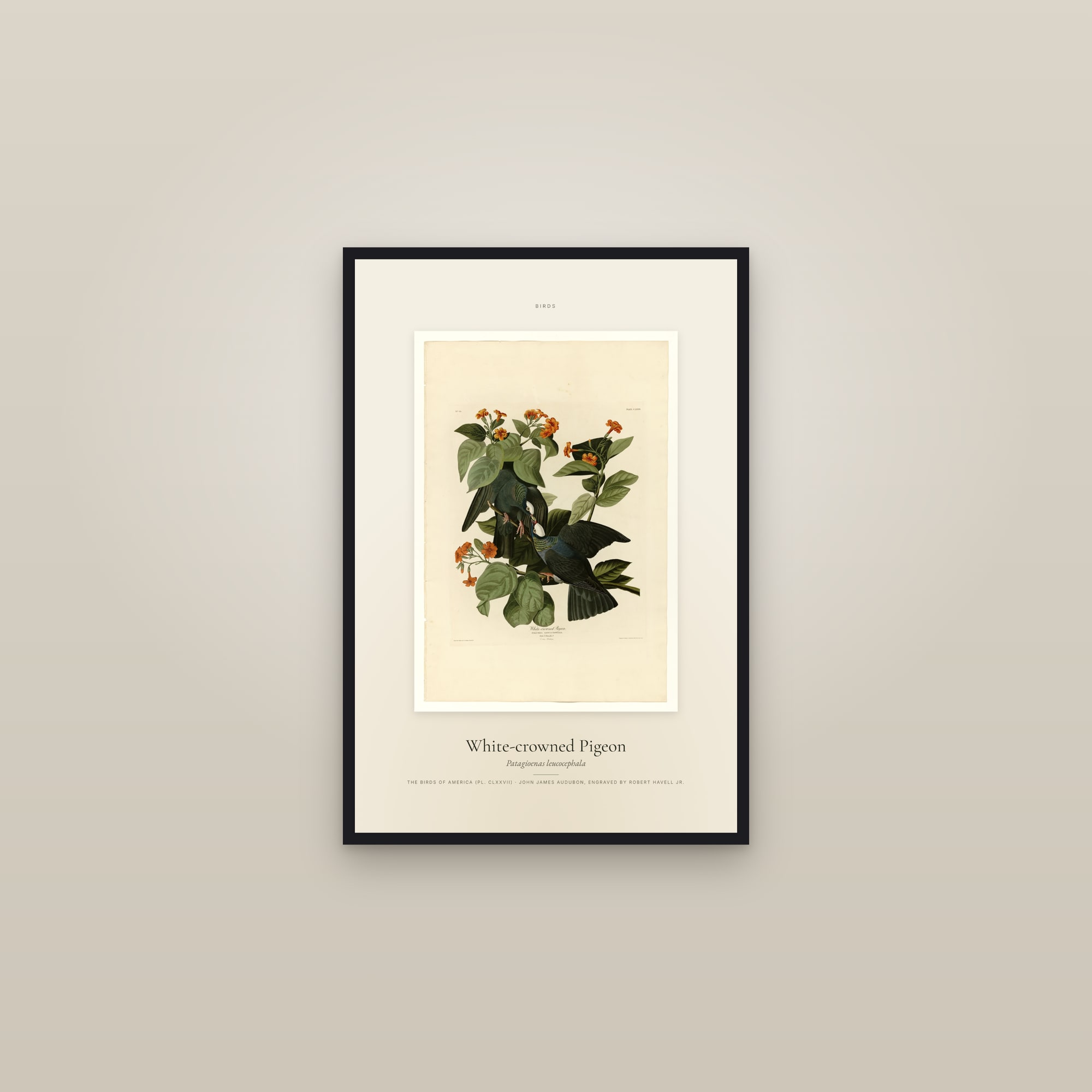 White-crowned Pigeon — Specimen — framed in a gallery setting