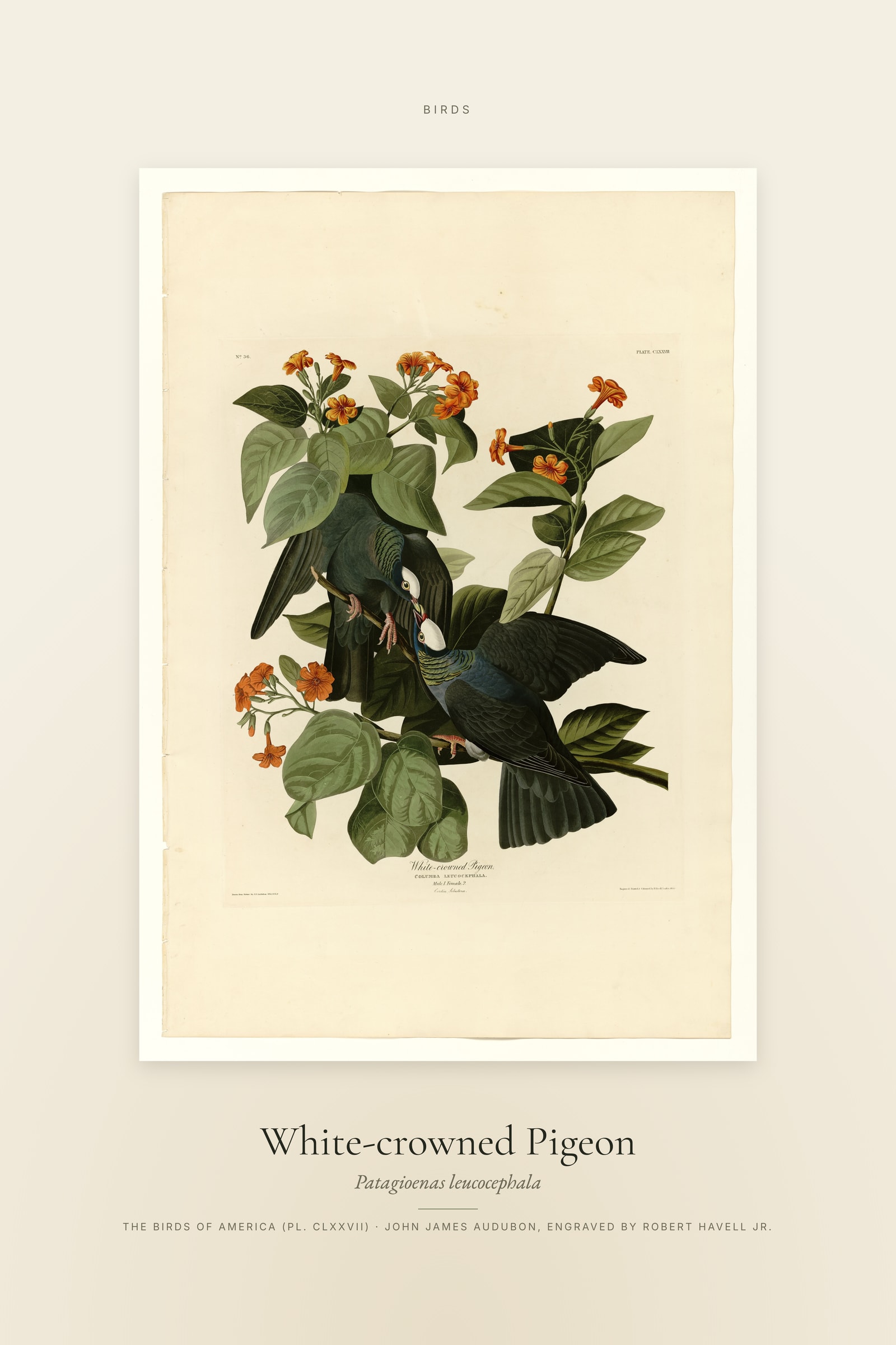 White-crowned Pigeon — Specimen