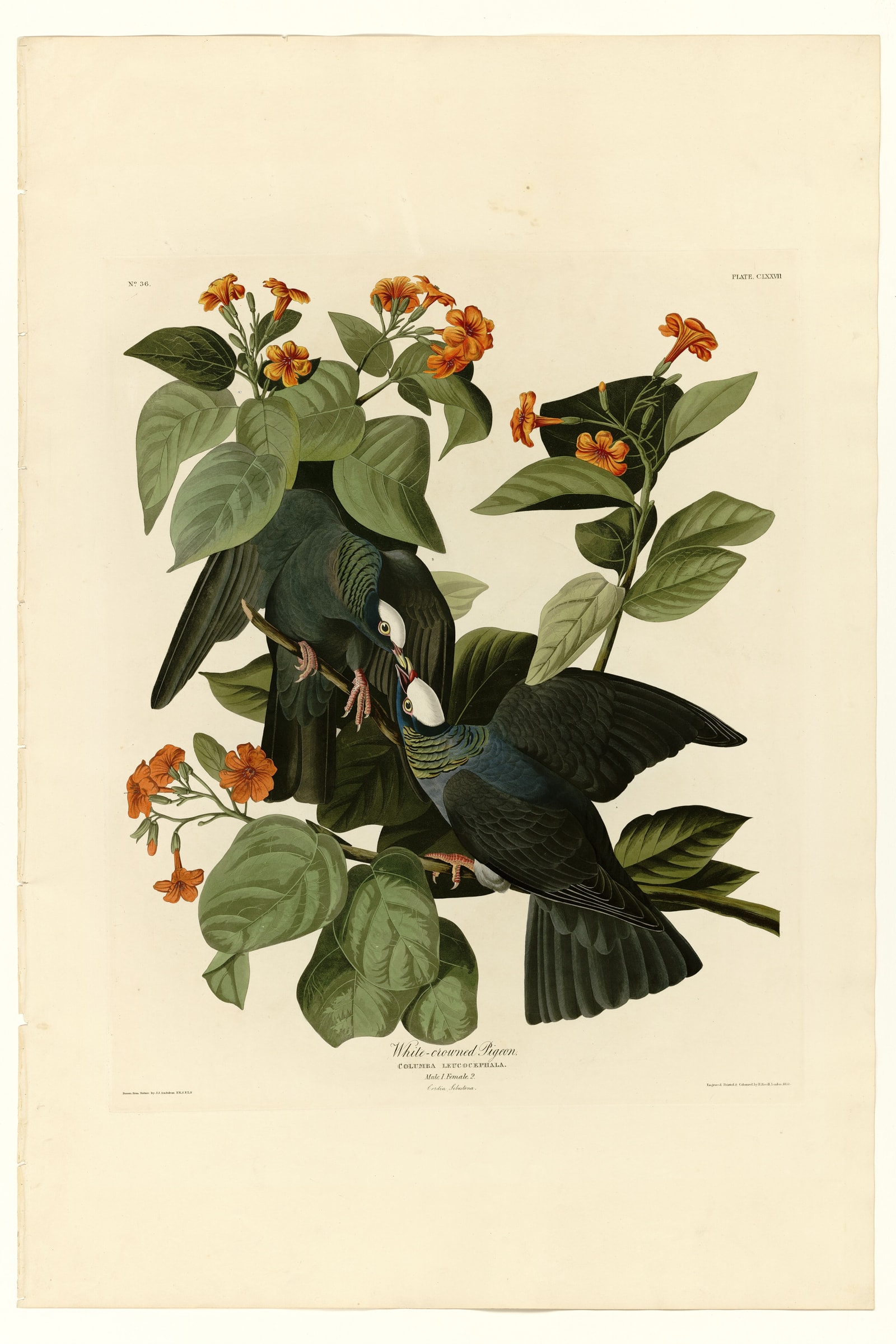 White-crowned Pigeon