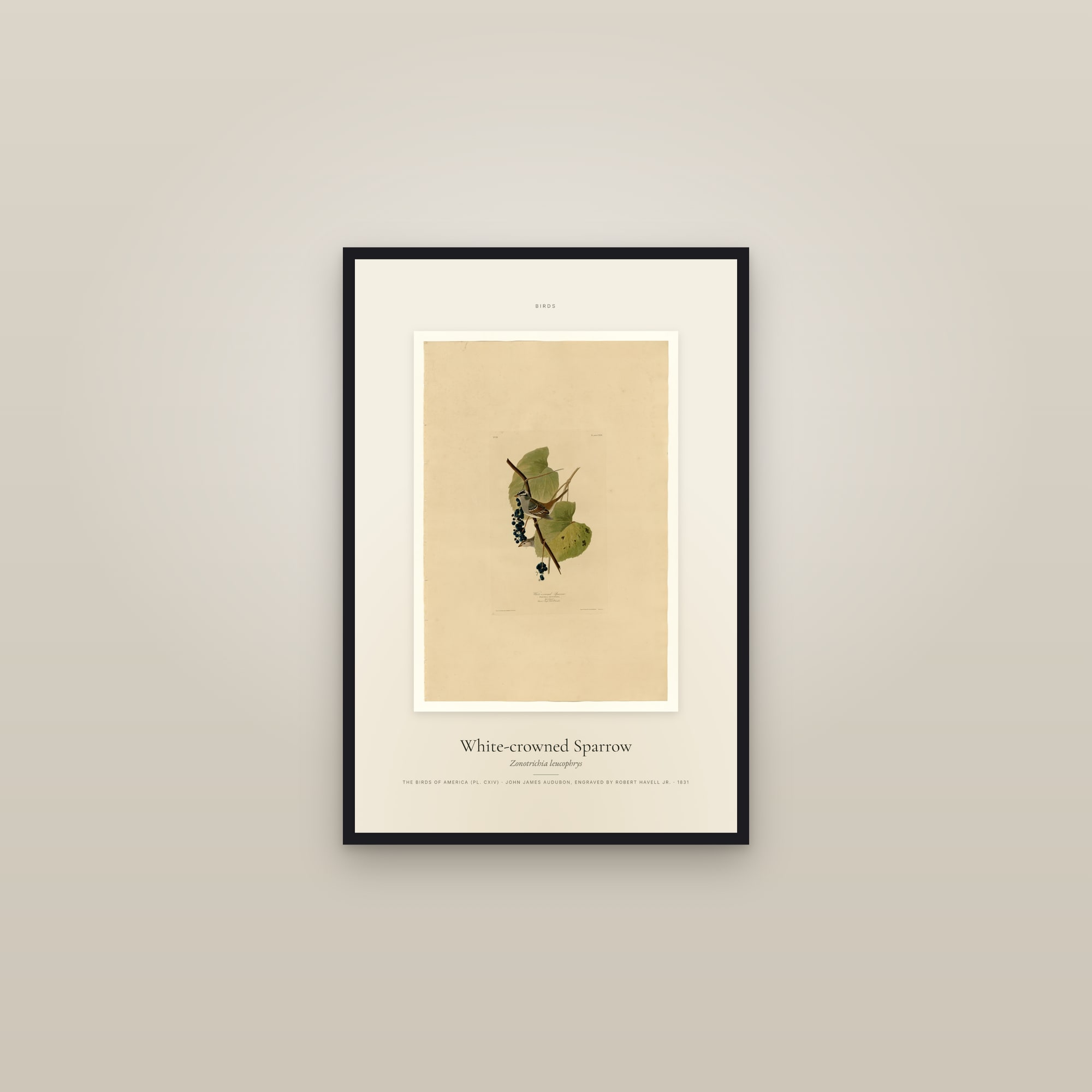 White-crowned Sparrow — Specimen — framed in a gallery setting