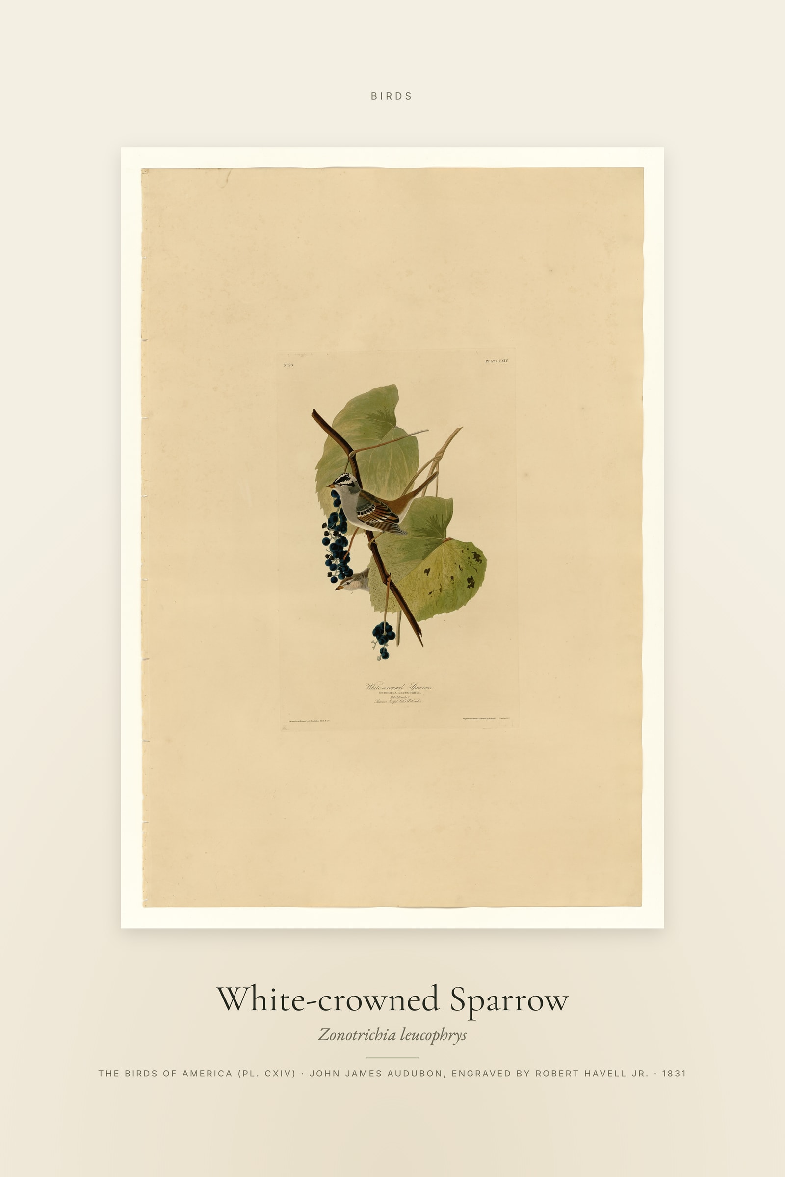 White-crowned Sparrow — Specimen