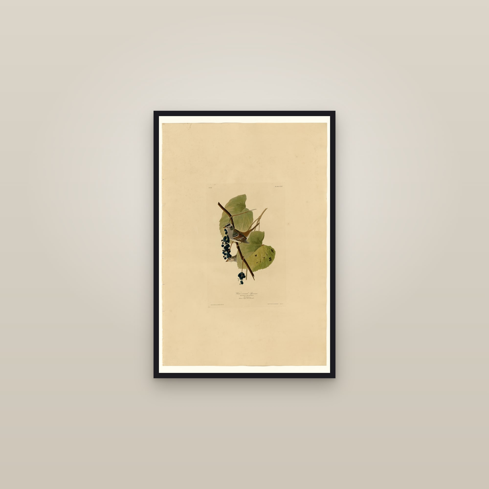 White-crowned Sparrow — framed in a gallery setting